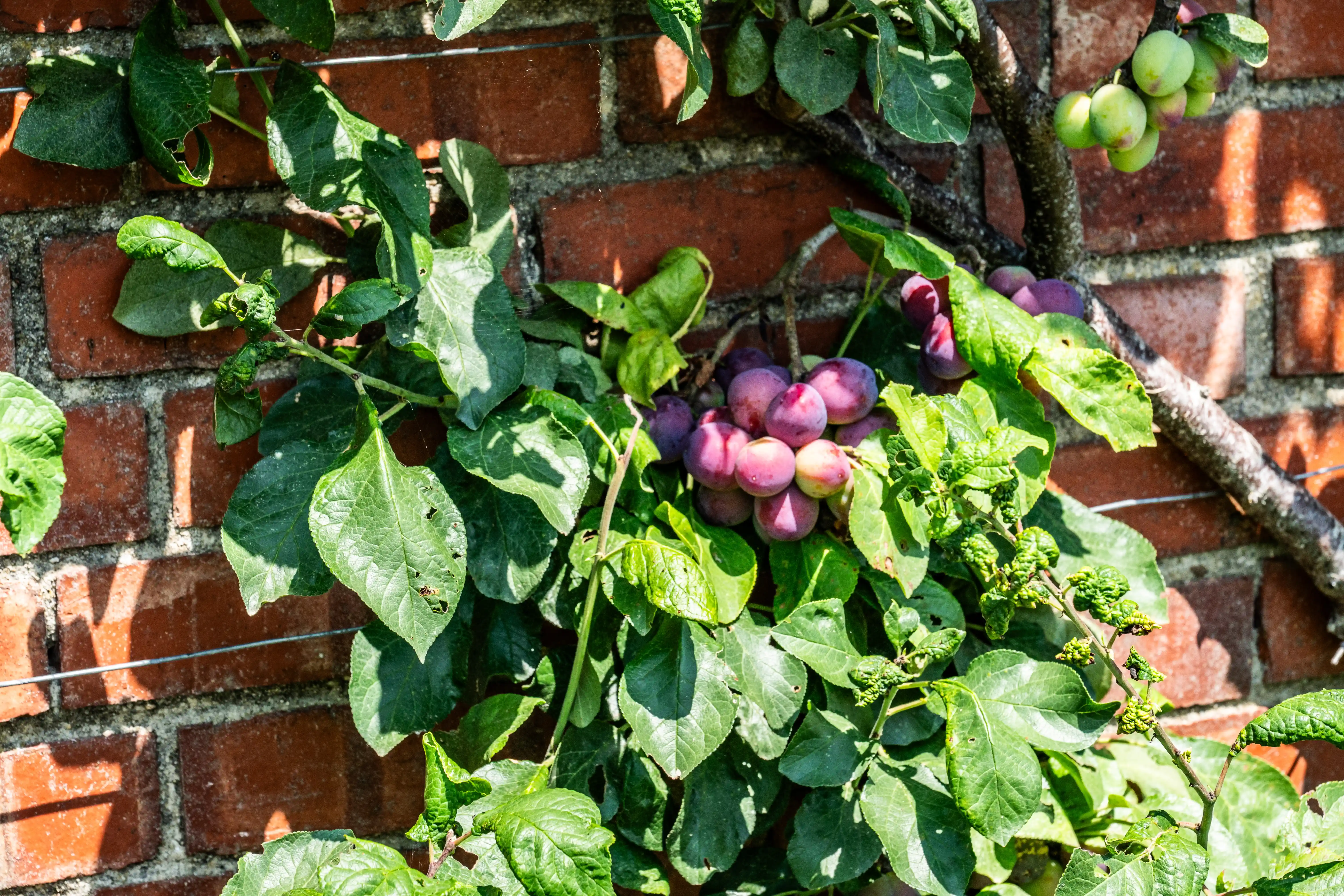The image depicts a fruit-bearing tree growing against a brick wall. The tree has lush green leaves and clusters of ripe fruits, which appear to be plums. The fruits are a mix of pinkish-purple colors, indicating they are ready for harvest. The tree is supported by wires attached to the wall, suggesting it is being trained to grow in a specific manner, likely to save space and improve fruit yield.