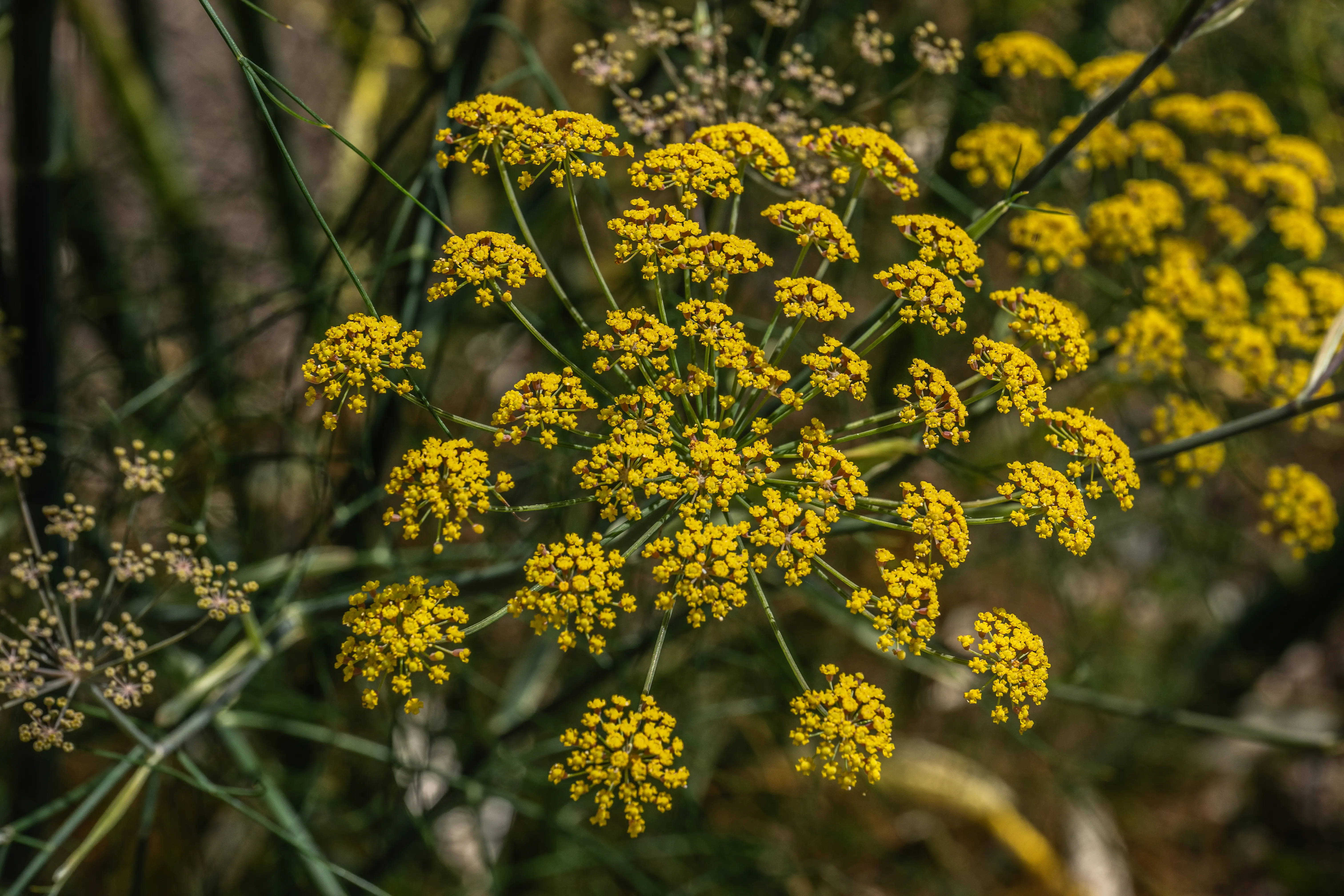 The image depicts a close-up view of a cluster of bright yellow flowers, likely wild fennel, with numerous small blooms forming an umbrella-like shape. The flowers are set against a blurred background of green foliage, highlighting their vibrant color and intricate structure. The photograph captures the detailed texture and arrangement of the flowers, emphasizing their natural beauty.