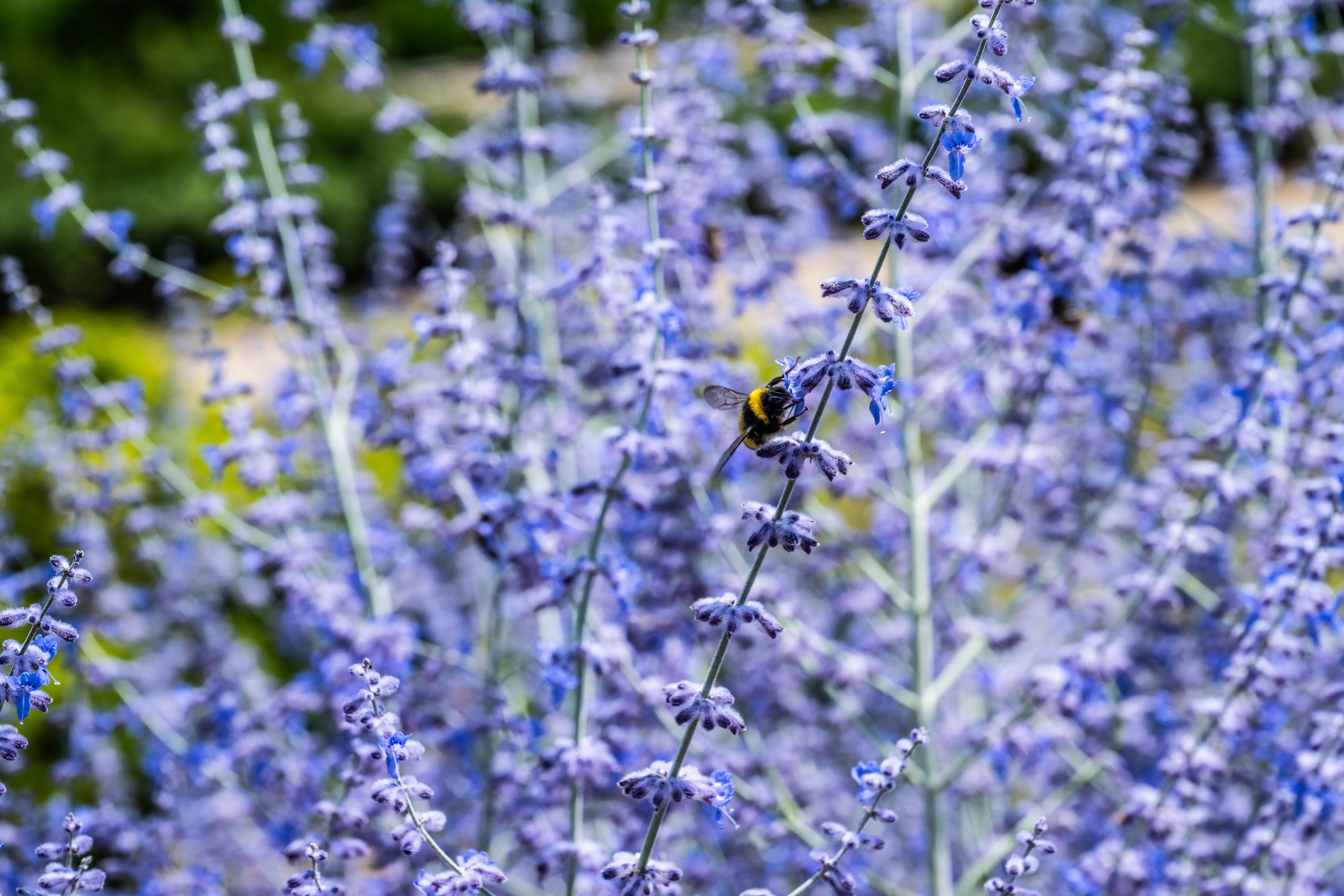 The image depicts a vibrant scene of nature, featuring a dense cluster of purple lavender flowers. A bee is prominently visible, perched on one of the flower stems, likely engaged in collecting nectar. The background is softly blurred, highlighting the lavender flowers and the bee in sharp focus. The overall scene conveys a sense of tranquility and the beauty of natural pollination processes.