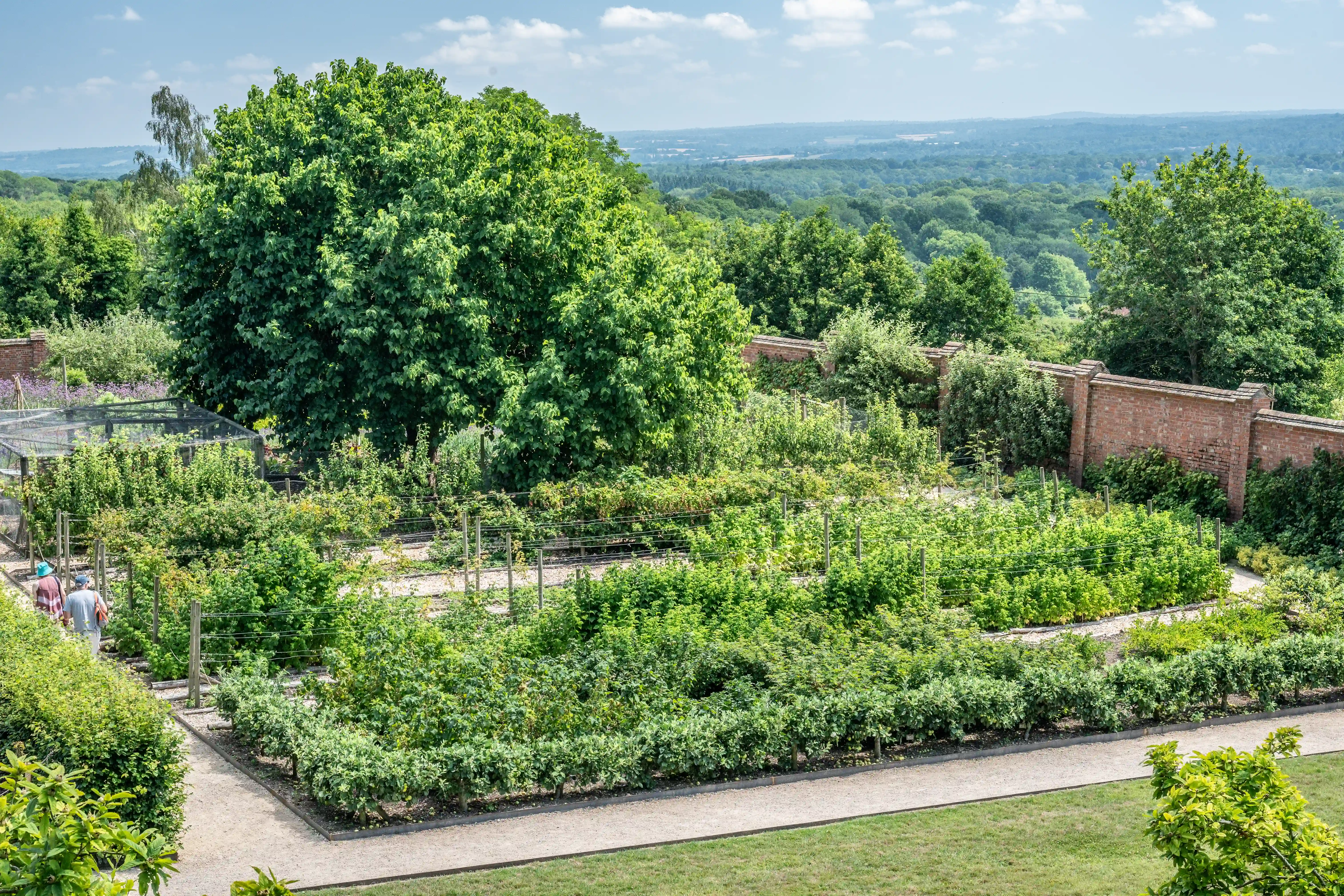 The image depicts a well-maintained garden with neatly arranged rows of green shrubs and plants. A large tree dominates the left side, and there is a greenhouse structure visible. The garden is bordered by a brick wall and has gravel pathways. In the background, a lush, green landscape extends into the distance under a partly cloudy sky.