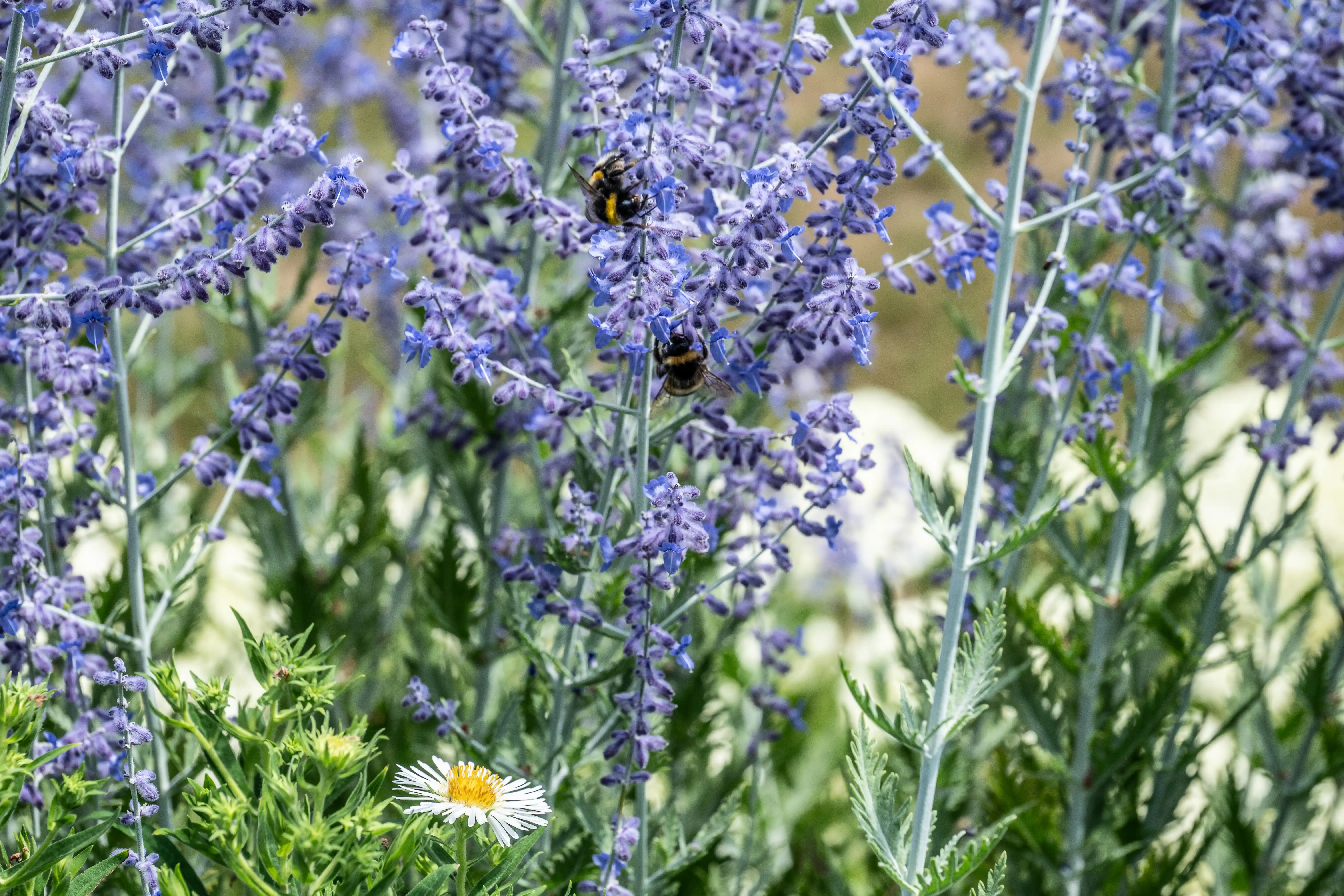 The image depicts a garden scene with a cluster of purple lavender flowers in full bloom. Two bees are visible, likely foraging for nectar on the lavender. In the lower part of the image, a small white and yellow daisy-like flower is also visible amidst the greenery. The overall scene is bright and vibrant, suggesting a sunny day.