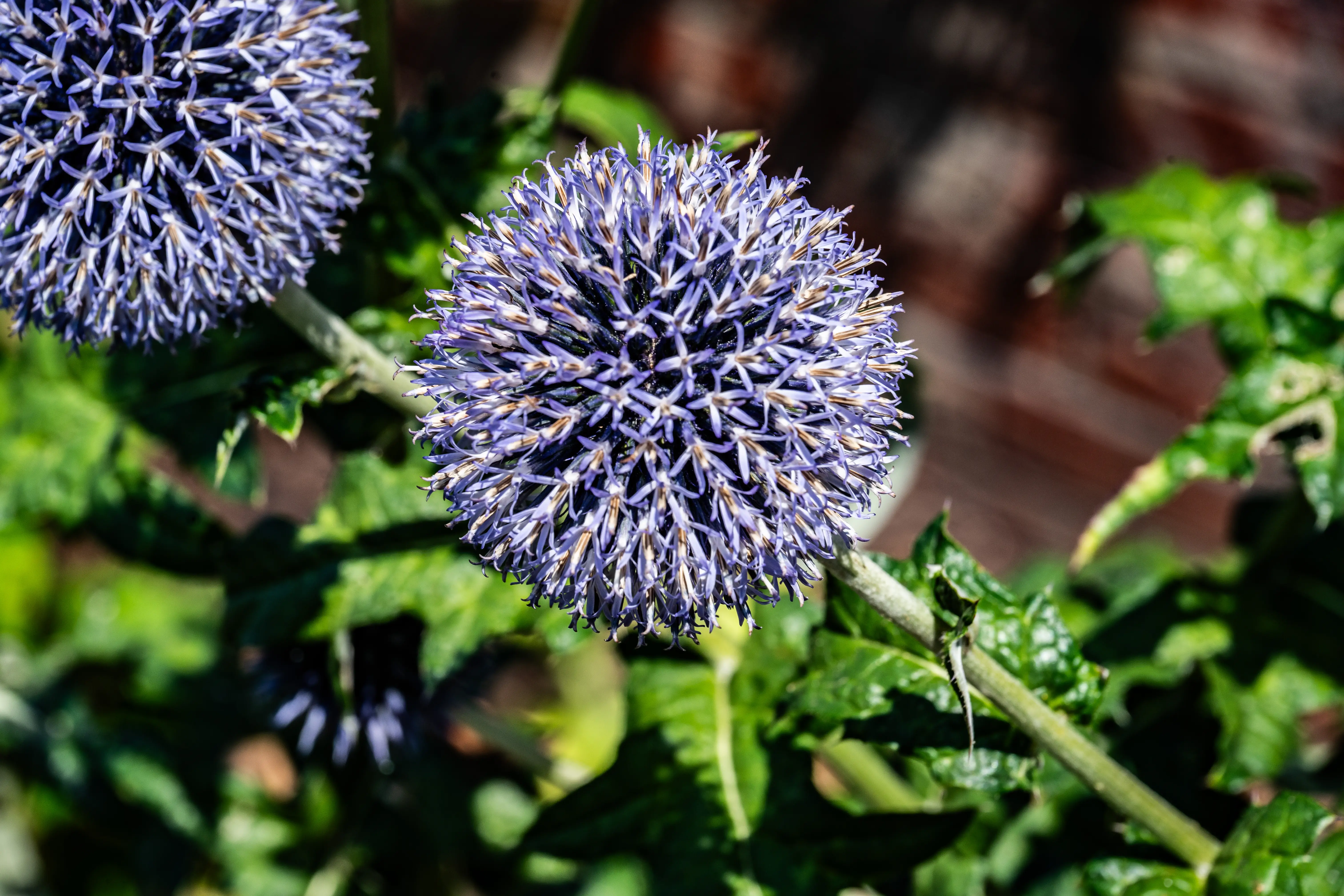 The image depicts a vibrant blue spherical flower, likely an Echinops, with two bees collecting nectar. The flower is set against a backdrop of a red brick wall, and there are green leaves visible at the bottom of the image.