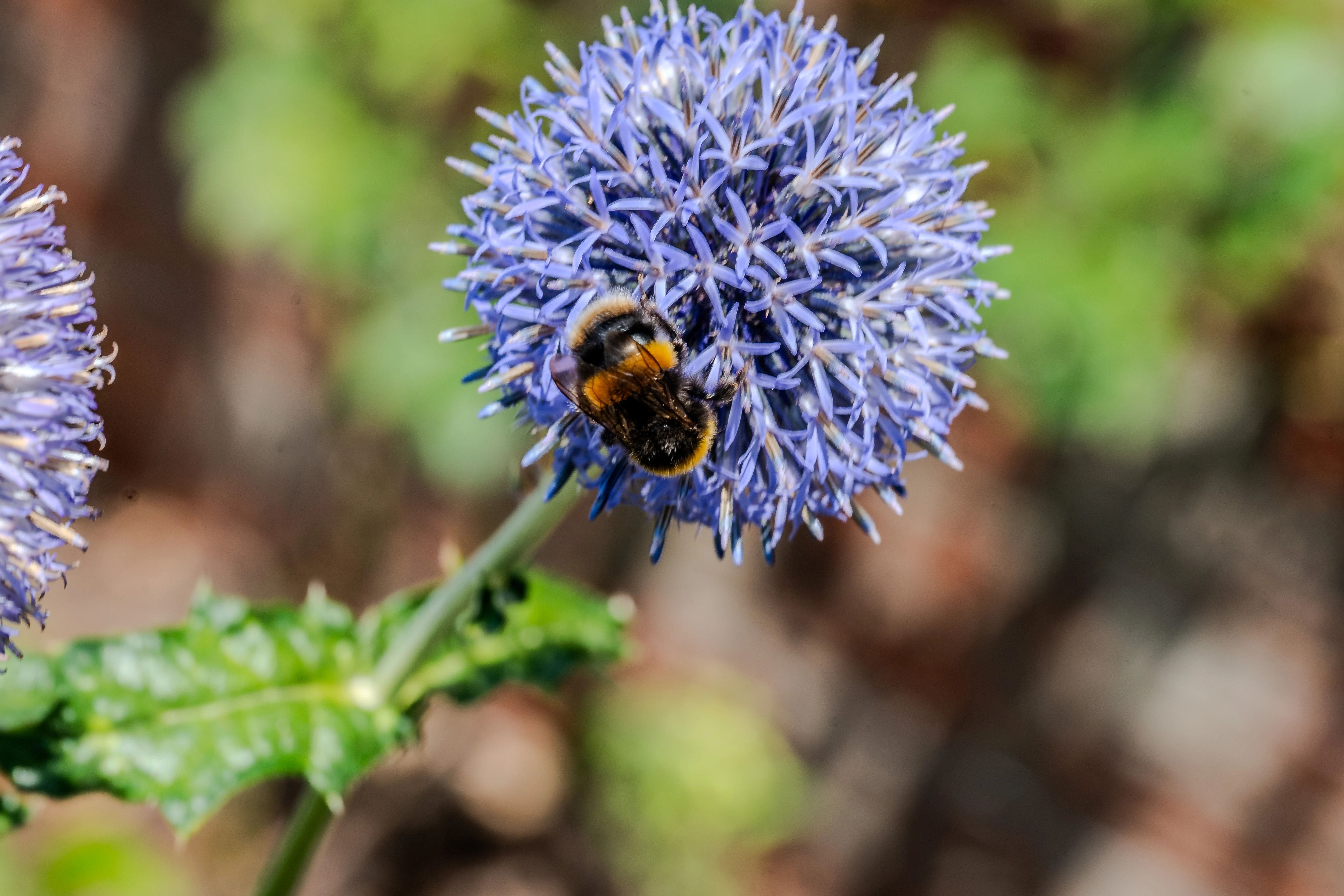 The image depicts a close-up view of a bee perched on a spherical, purple flower with numerous thin petals. The background is blurred, highlighting the bee and the flower in sharp focus. The flower appears to be an Echinops, commonly known as a globe thistle. The scene captures a moment of pollination in a natural, outdoor setting.