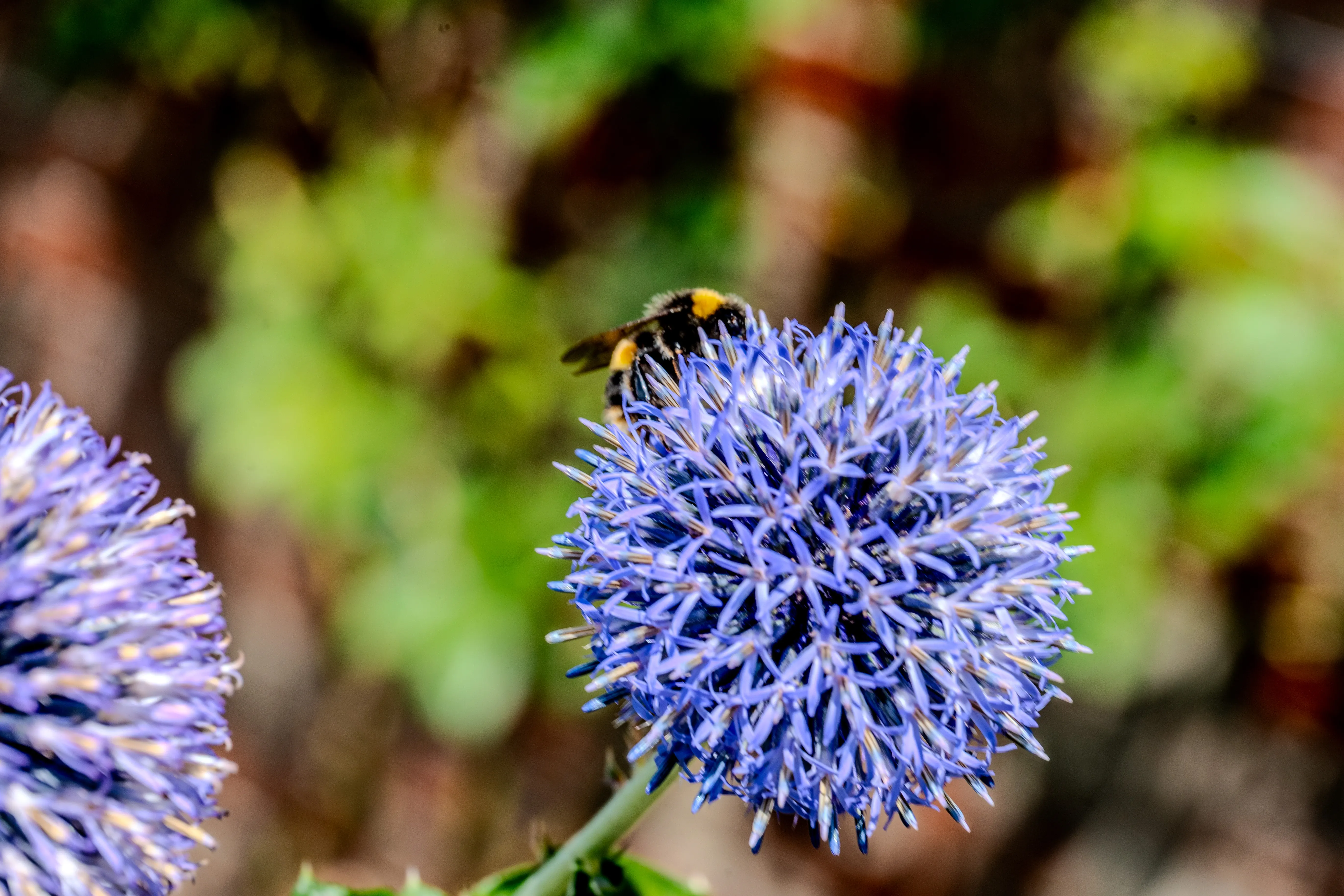 The image depicts a close-up view of a bee perched on a spherical, purple flower with numerous thin, spiky petals. The background is blurred, featuring various shades of green and brown, likely indicating a natural, outdoor setting. The bee appears to be collecting nectar or pollen from the flower. The flower itself is vibrant and stands out prominently in the image. The overall scene captures a moment of interaction between the bee and the flower in a garden or natural habitat.