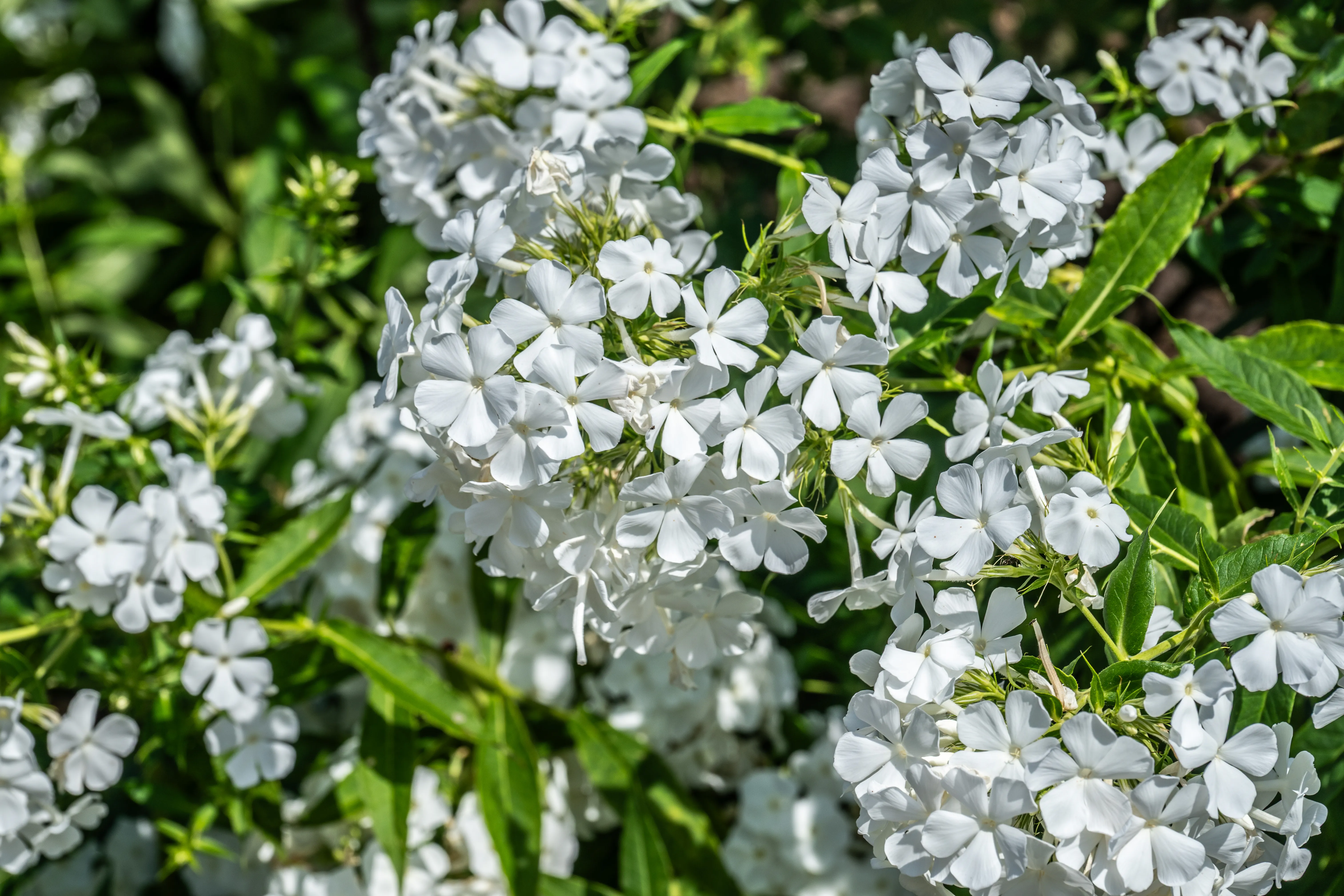 The image depicts clusters of small white flowers with green foliage. The flowers have five petals each and appear to be in full bloom, creating a lush and vibrant scene. The background is filled with green leaves, adding to the natural and fresh appearance of the plants.
