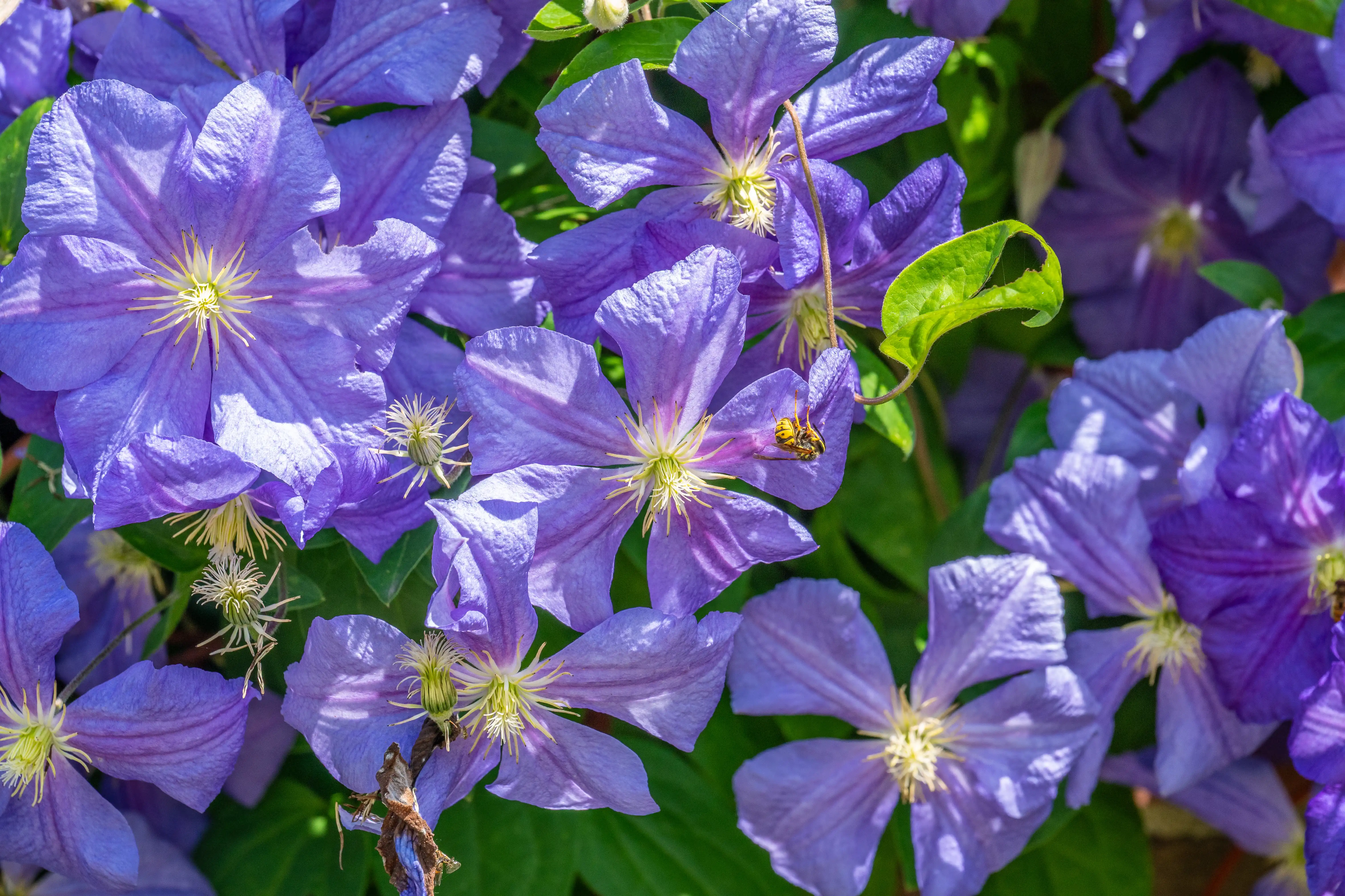 The image depicts a cluster of vibrant purple flowers, likely clematis, with yellow centers. The flowers are in full bloom, surrounded by green foliage. A bee is visible on one of the flowers, indicating pollination activity. The scene is bright and sunny, highlighting the vivid colors and details of the petals and leaves.