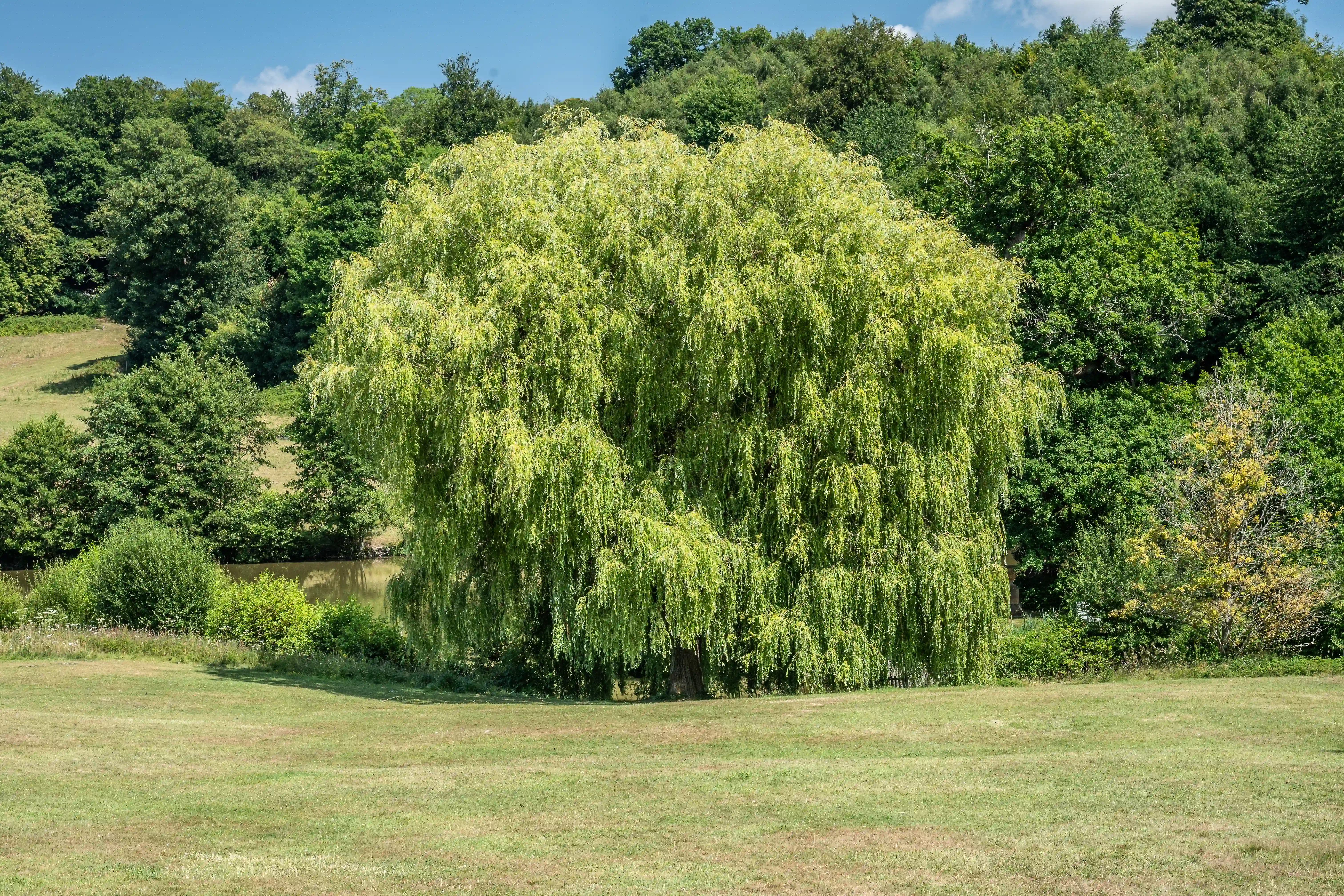 The image depicts a large, lush weeping willow tree situated in a verdant landscape. The tree is surrounded by a grassy field and is set against a backdrop of dense, green foliage and rolling hills. The scene is bathed in sunlight, suggesting a bright, clear day. The weeping willow's branches drape elegantly towards the ground, creating a serene and picturesque natural setting.