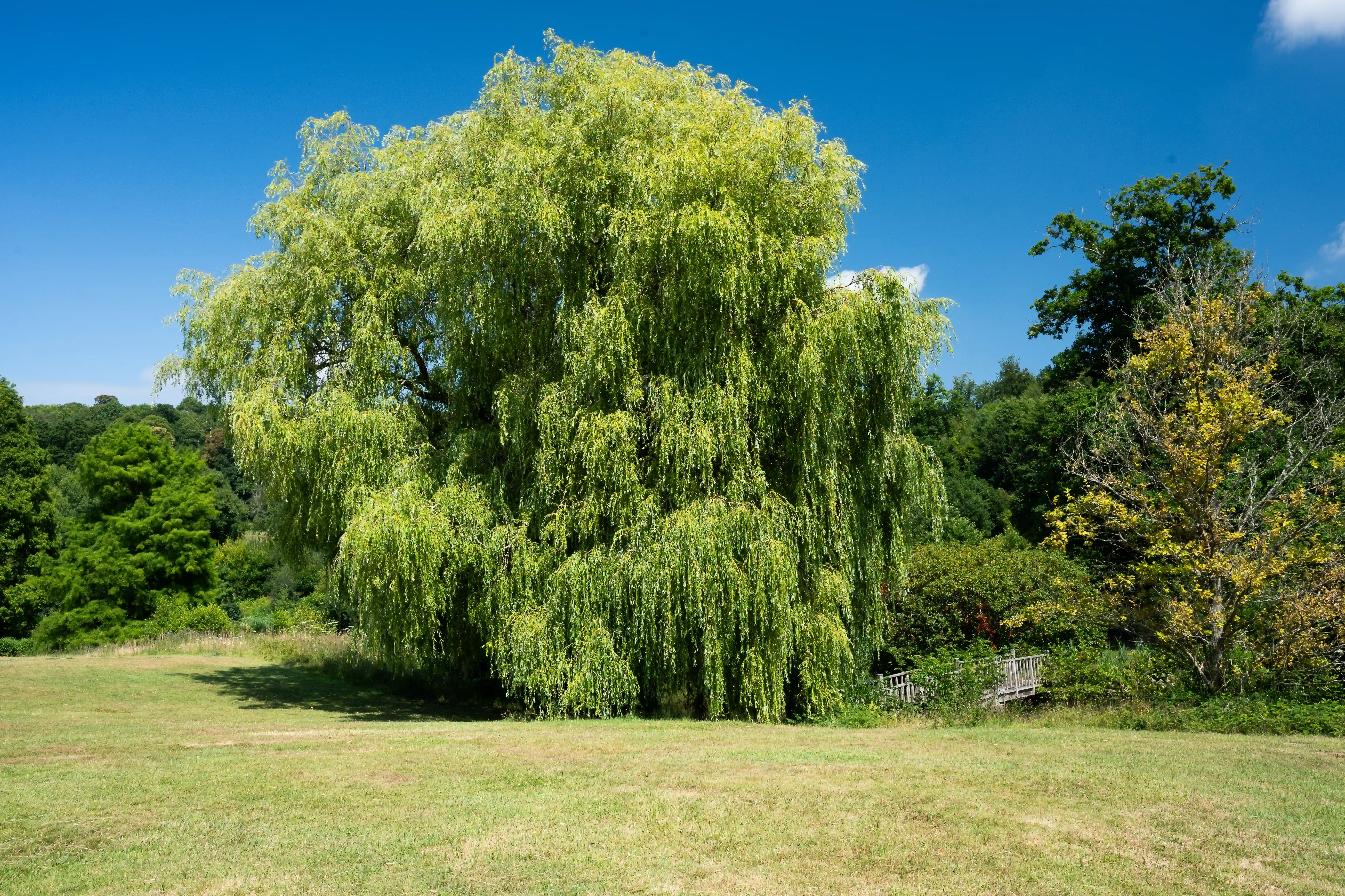 The image depicts a large, lush tree, likely a weeping willow, situated in a grassy field. The tree's long, drooping branches create a canopy that provides ample shade. Surrounding the tree are various other types of vegetation, including smaller trees and bushes. In the background, there is a dense forest, and to the right, a small wooden structure or bridge is visible. The sky is clear and blue, indicating a sunny day.