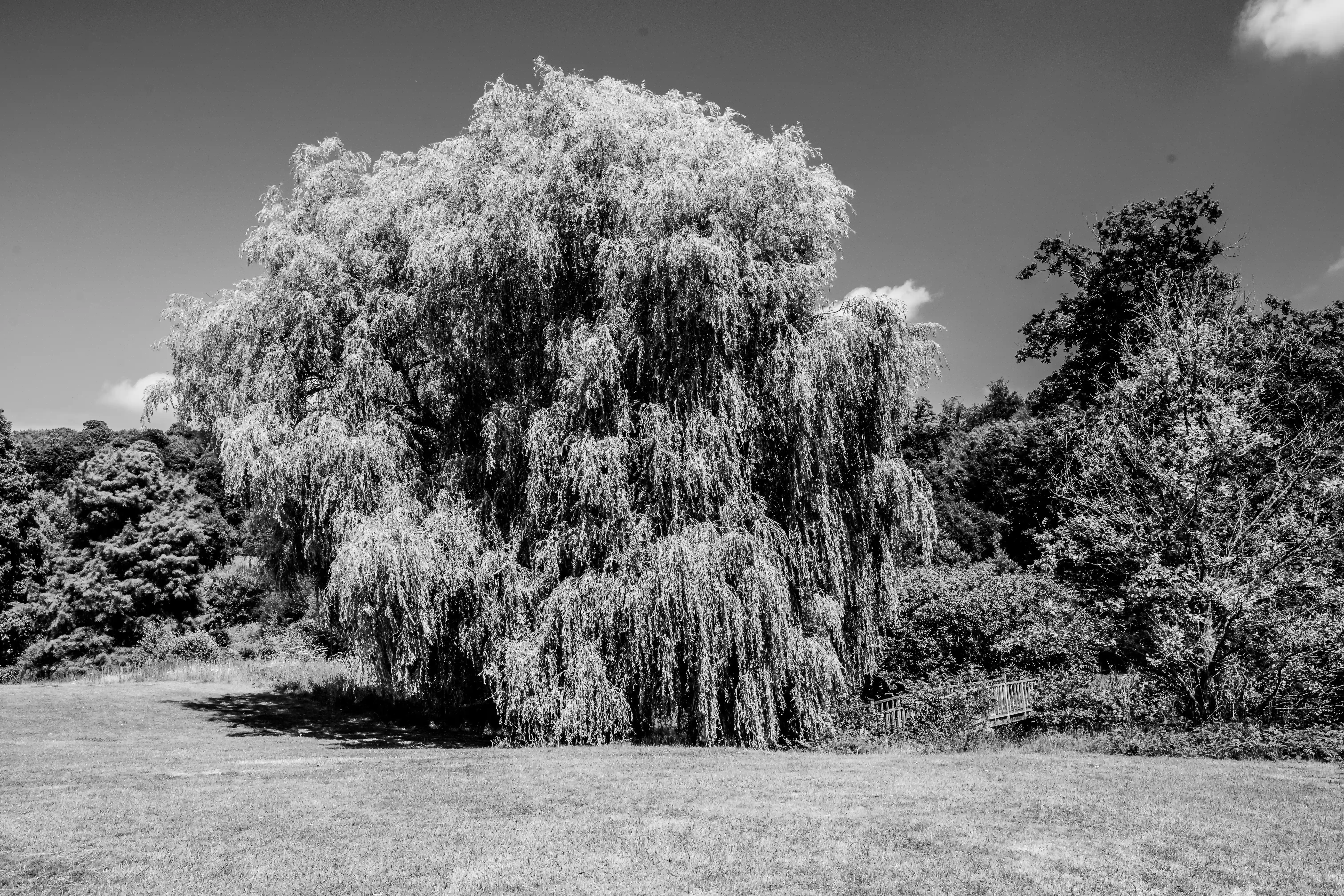 The image depicts a serene outdoor scene in black and white. A large, weeping willow tree dominates the foreground, its long branches cascading down. The background features a variety of trees and shrubs, creating a lush, natural setting. A small bench is visible to the right of the willow tree, suggesting a place for relaxation and contemplation. The overall atmosphere is calm and peaceful.