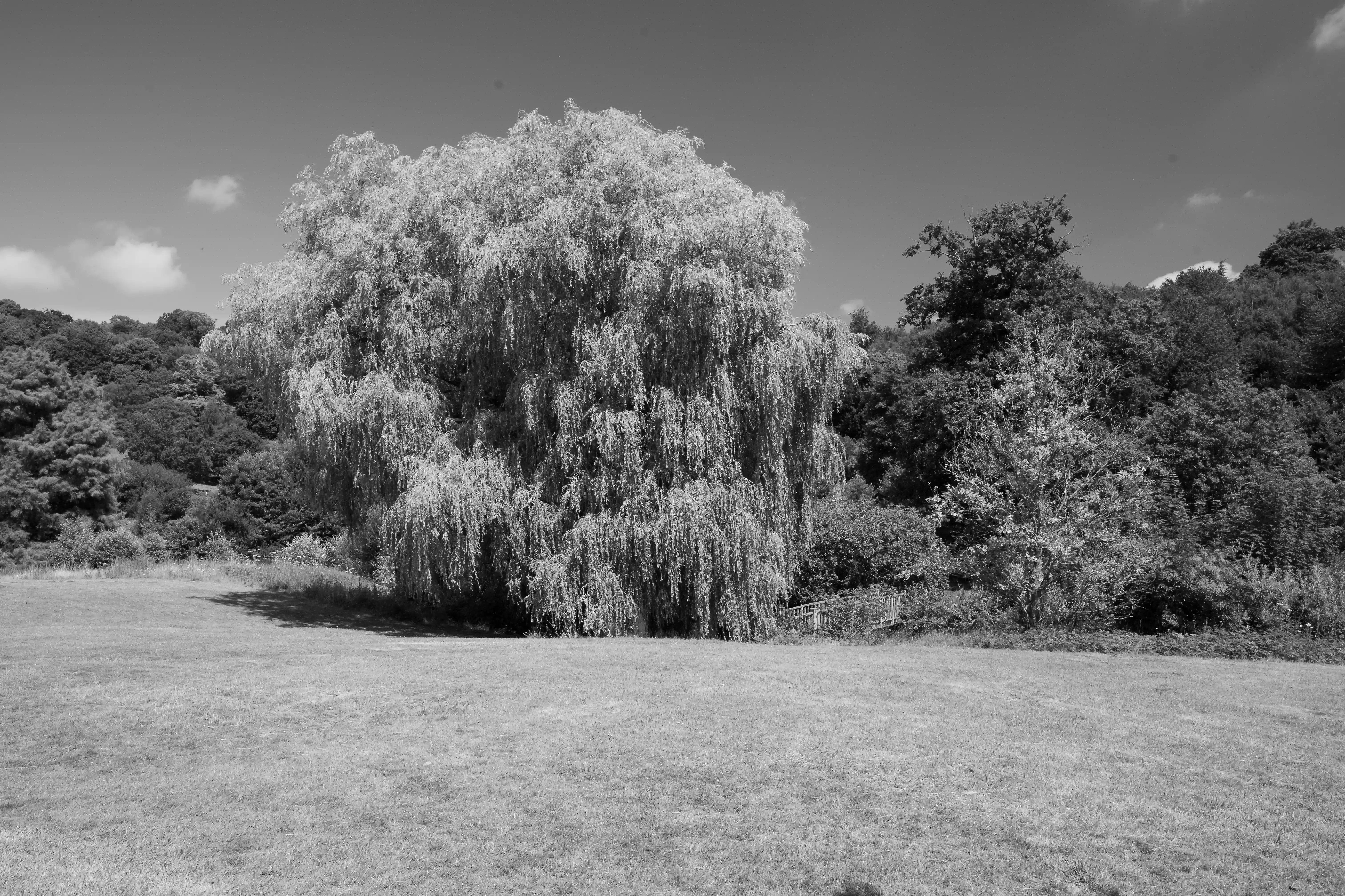 The image depicts a serene landscape with a large, weeping tree as the central focus. The tree is situated in an open, grassy area with a gentle slope. Surrounding the tree are various other trees and shrubs, creating a lush, natural environment. The sky is clear with a few scattered clouds, suggesting a calm, sunny day. The overall scene conveys a sense of tranquility and natural beauty.