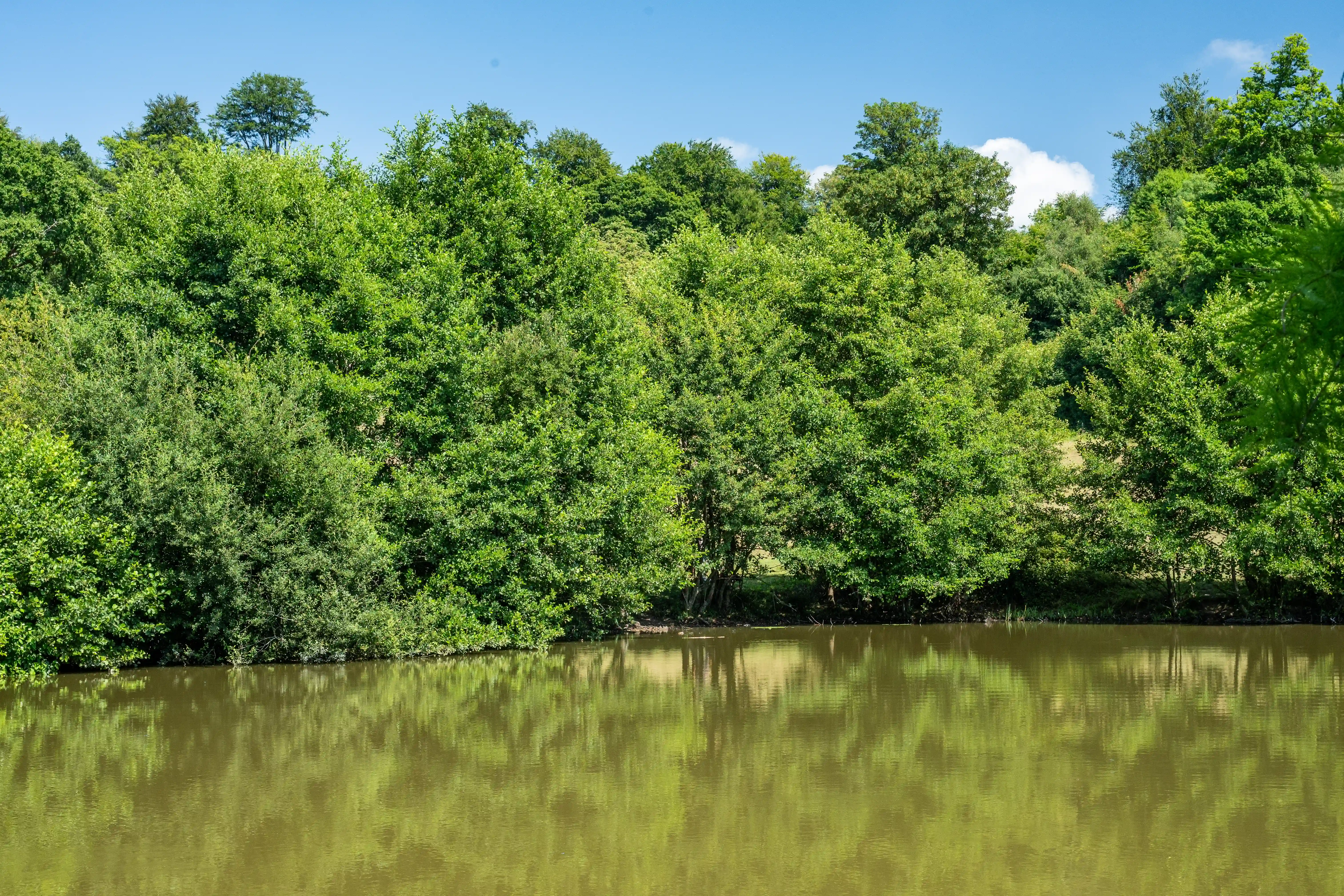 The image depicts a serene natural landscape featuring a dense, lush green forest reflected in a calm body of water. The vibrant greenery of the trees and the clear blue sky create a tranquil and picturesque scene. The stillness of the water enhances the reflection, adding to the overall peacefulness of the setting.