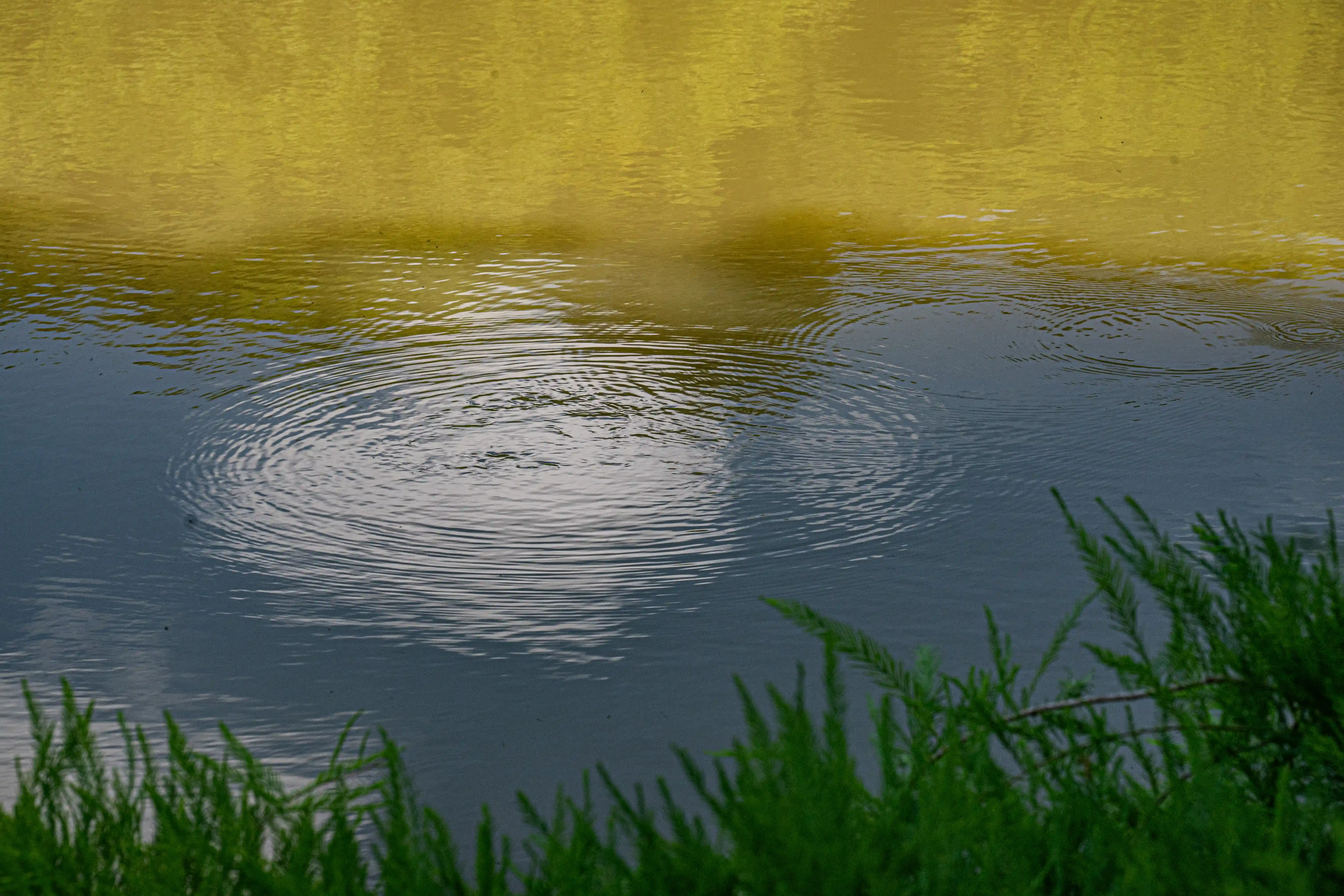 The image depicts a serene water body with ripples forming concentric circles, possibly from a small object or raindrops hitting the surface. The water reflects a warm, yellowish hue, likely from the surrounding environment or the time of day. In the foreground, green vegetation is visible, adding a touch of nature to the scene. The overall atmosphere is calm and peaceful.