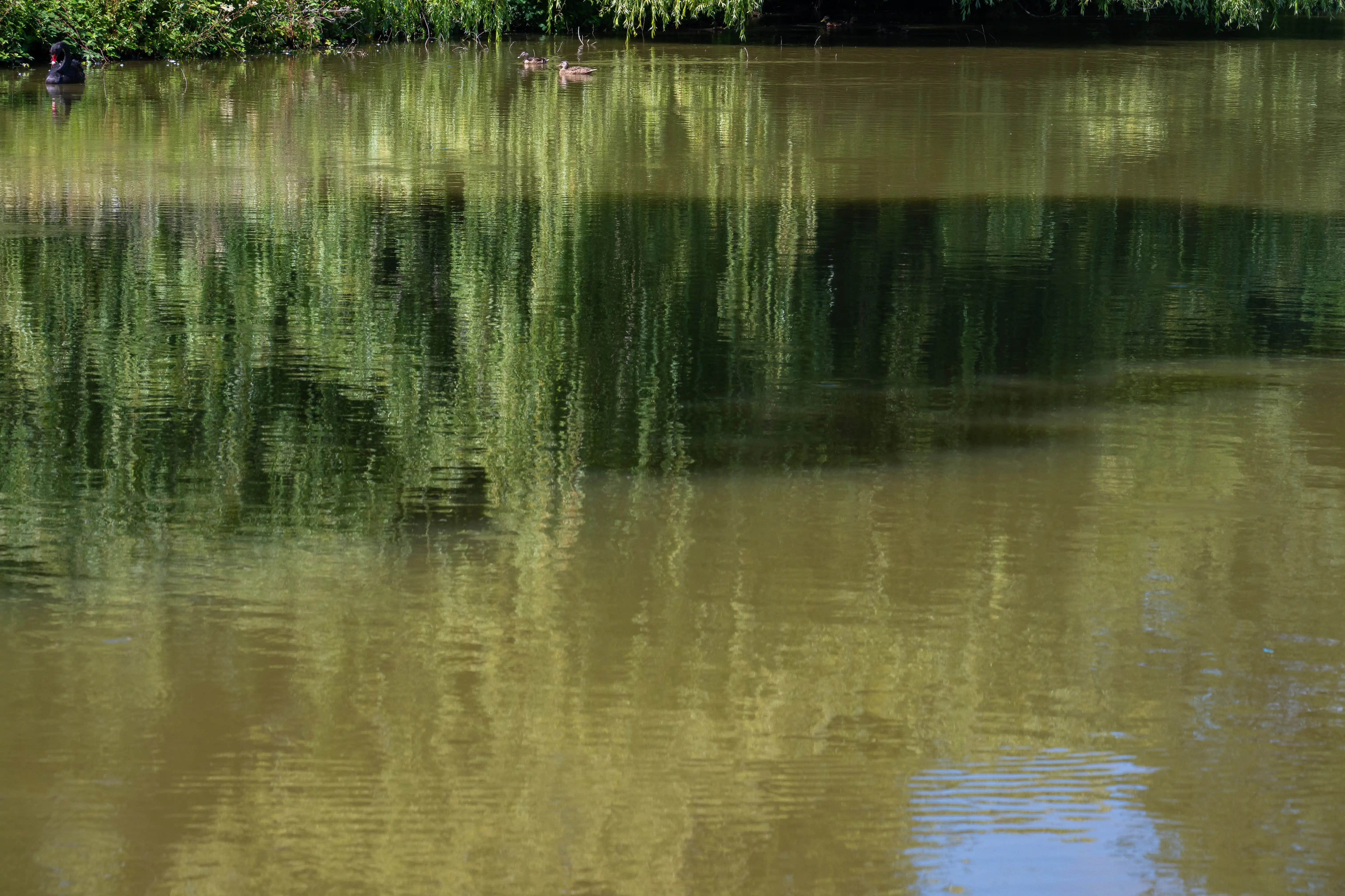 The image depicts a tranquil scene of a pond with clear, reflective water. The water's surface mirrors the surrounding greenery and the sky, creating a serene and picturesque view. A few ducks are visible in the water, adding to the peaceful ambiance. The reflections in the water are slightly distorted, adding a dynamic element to the otherwise calm setting.