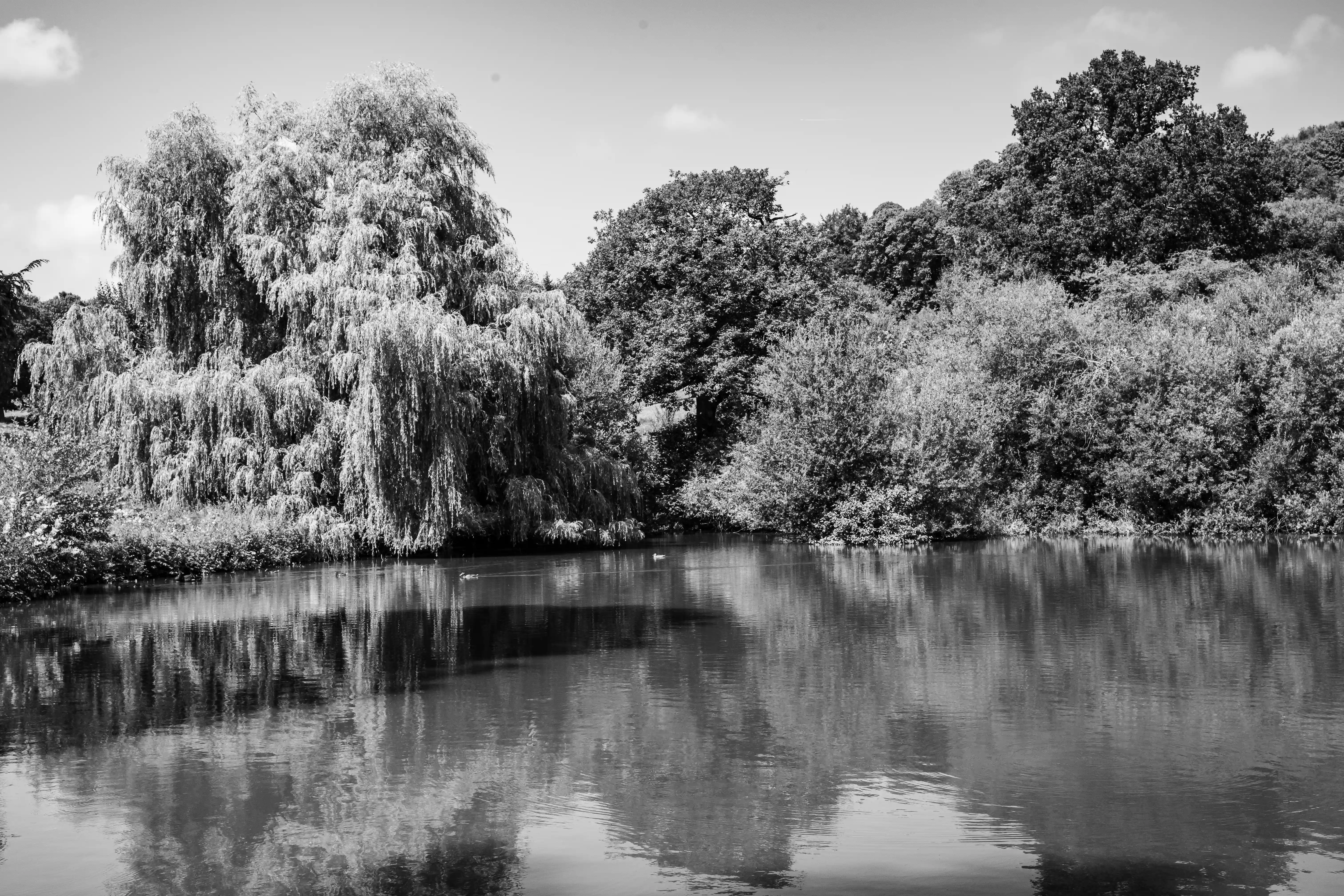 The image depicts a serene, black-and-white landscape featuring a calm body of water reflecting the surrounding trees. The trees, including weeping willows and dense foliage, create a tranquil and picturesque scene. The sky above is lightly clouded, adding to the peaceful atmosphere. The overall composition of the image suggests a quiet, natural setting, likely in a park or a nature reserve.