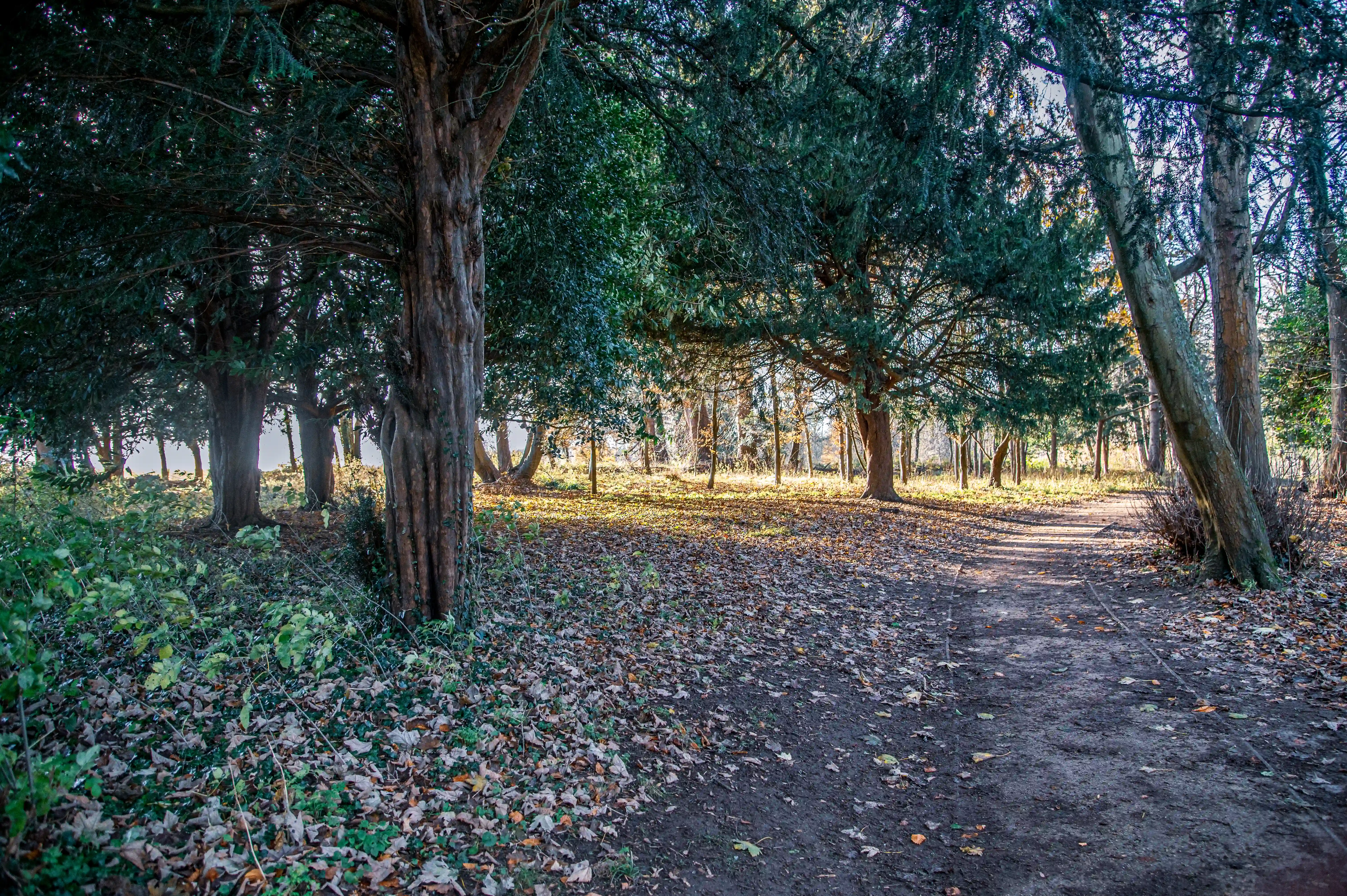A narrow dirt path curves through a dense woodland. Large, dark-barked trees stand on either side, with their dark green leaves forming a canopy overhead. The ground is covered with fallen leaves in shades of brown and orange. Sunlight streams through the trees, casting dappled light and shadows.