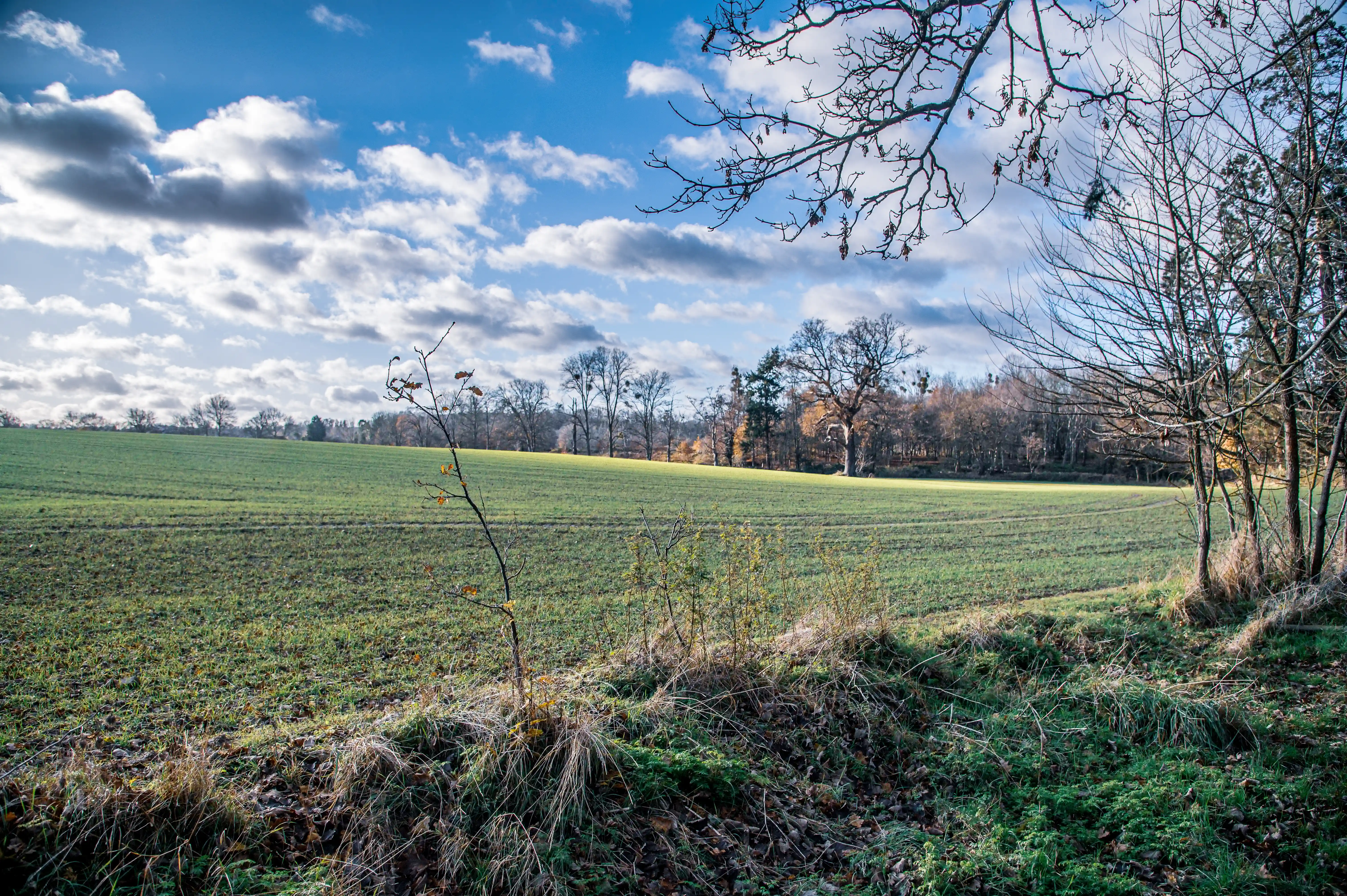 A sunlit green field with subtle crop lines, bordered by a dense line of deciduous trees on the horizon. In the foreground, the dry grass and fallen leaves are illuminated by the low-angled sun, with the stark branches of trees reaching into a sky dotted with fluffy clouds.