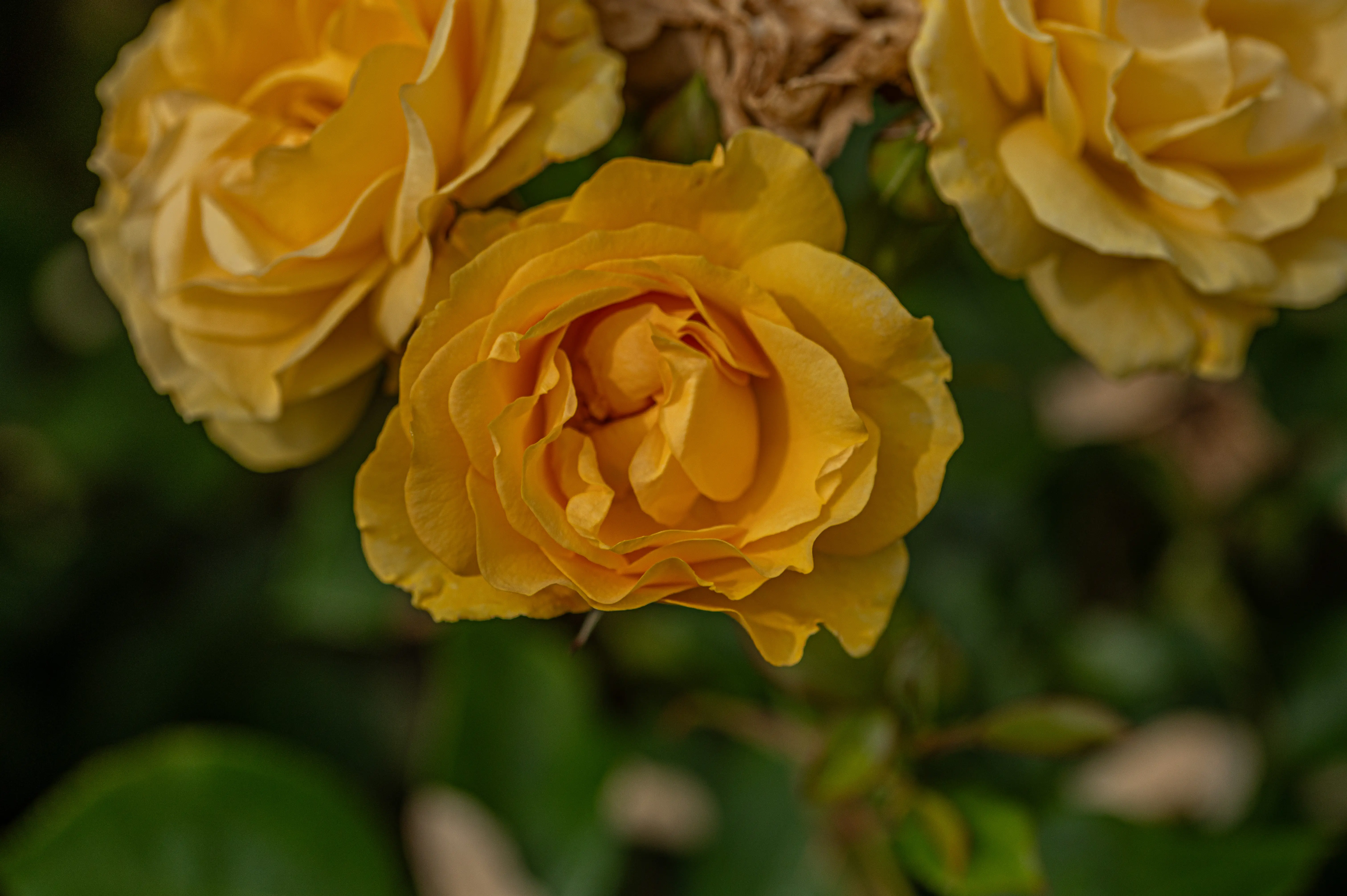 A close-up image of several yellow roses, with the main focus on a fully bloomed rose in the centre, its delicate petals unfurling. The background is a dark, out-of-focus blend of green leaves and some dried brown elements.