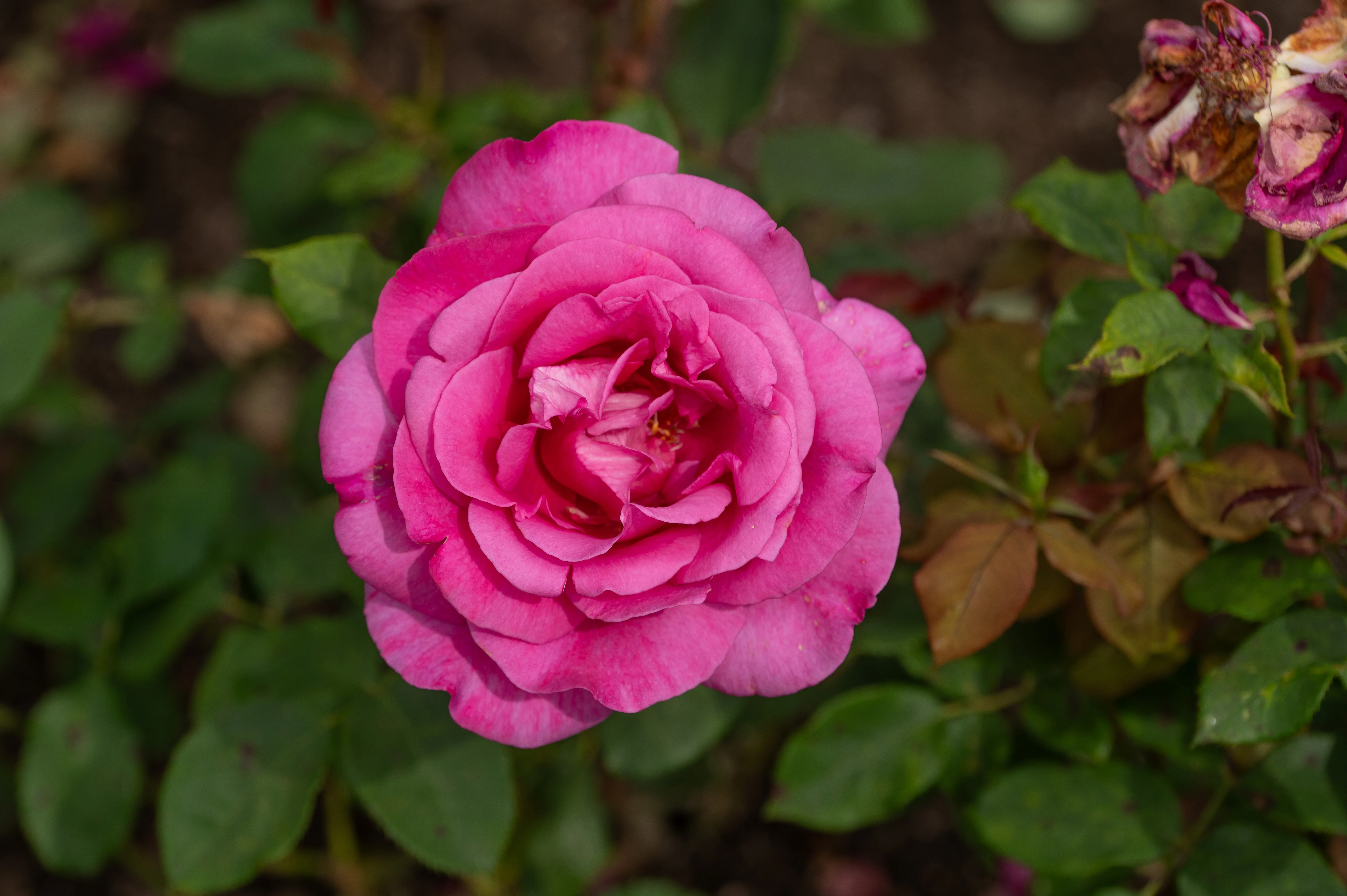 A beautiful, fully open pink rose with many petals, set against a backdrop of green leaves and a decaying rose.