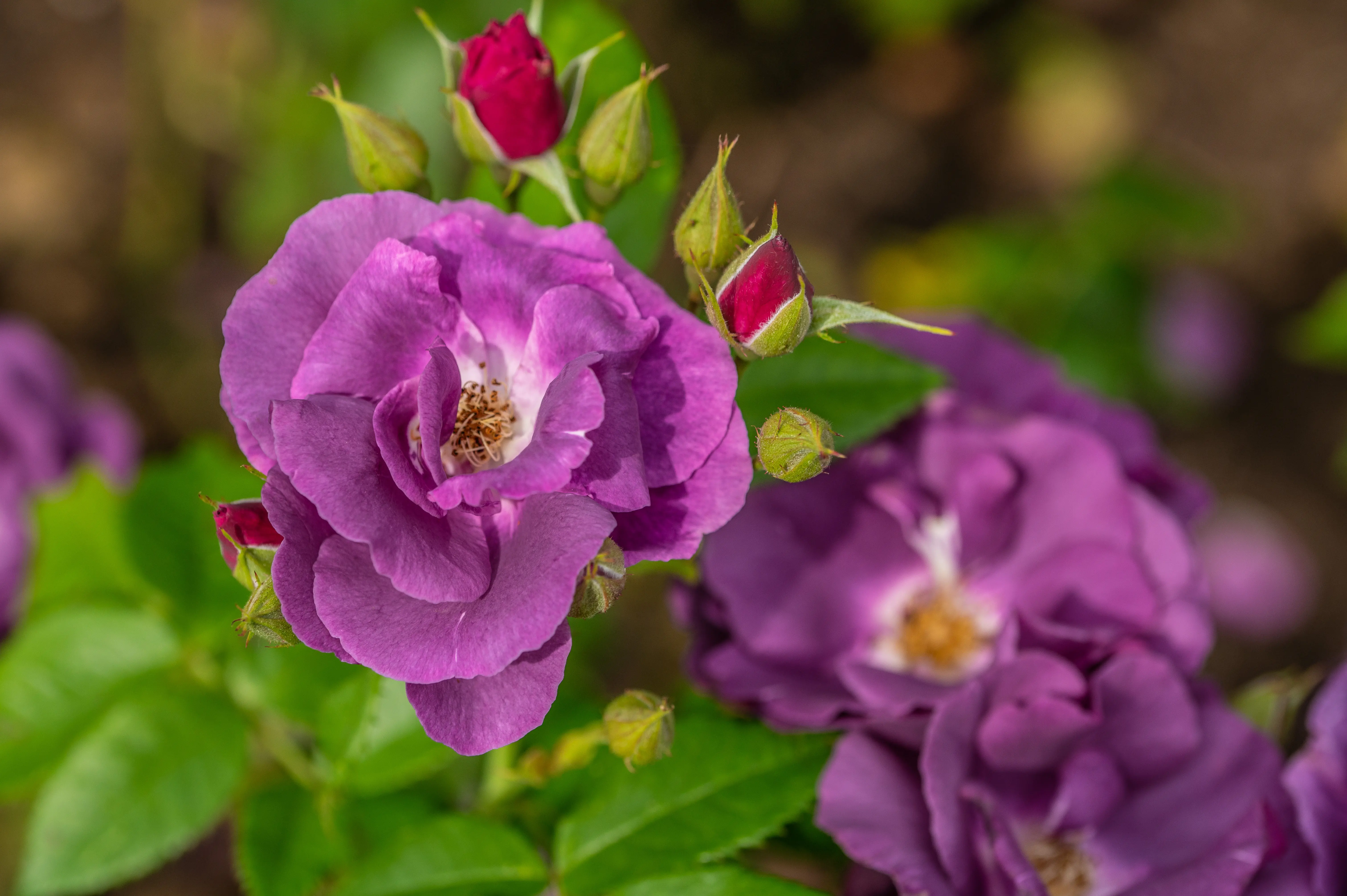 A close-up of a blooming purple rose with pinkish-red buds and green leaves.