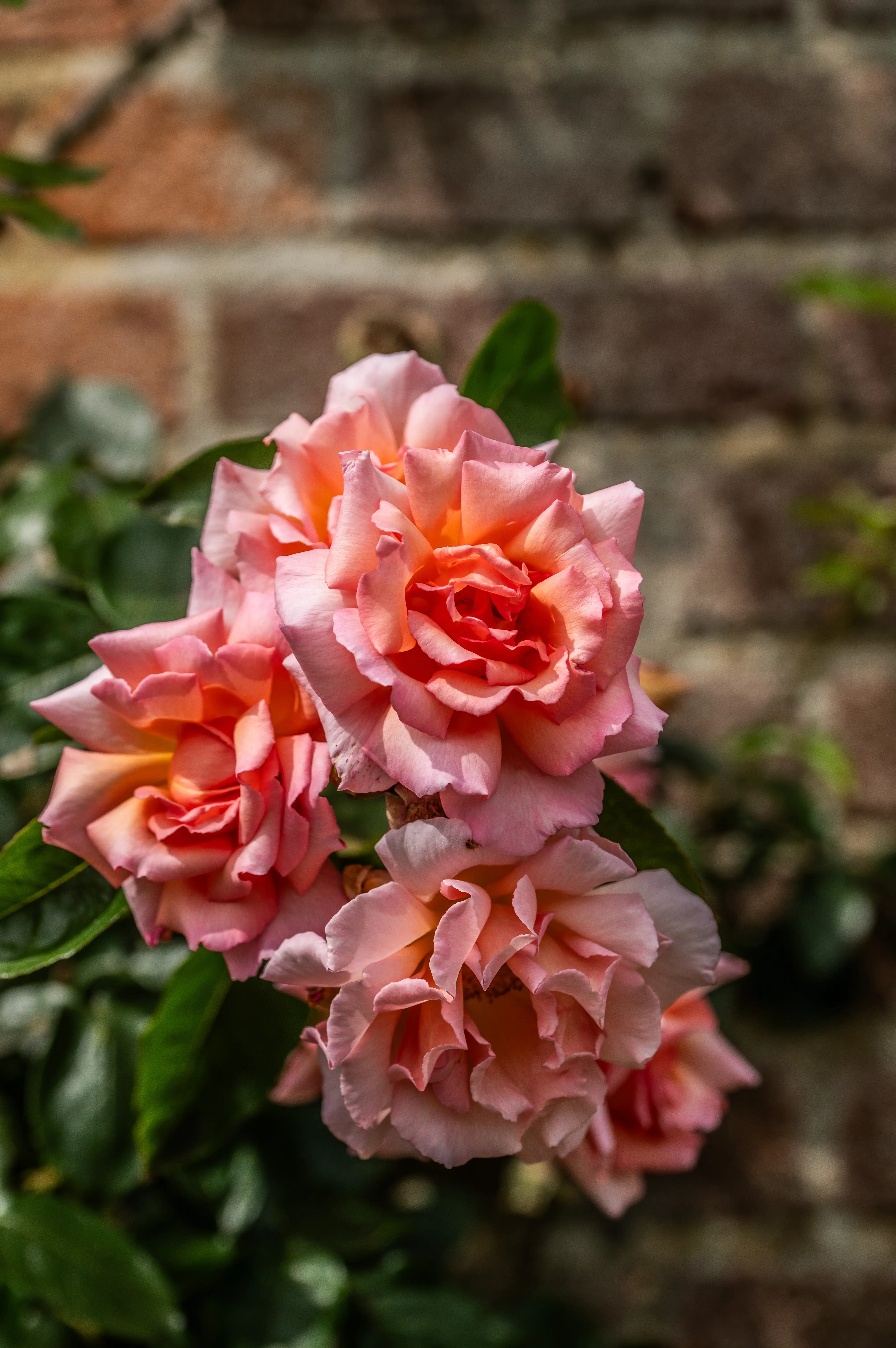 A cluster of soft pink roses with orange centres, surrounded by green leaves, set against a blurred brick wall.