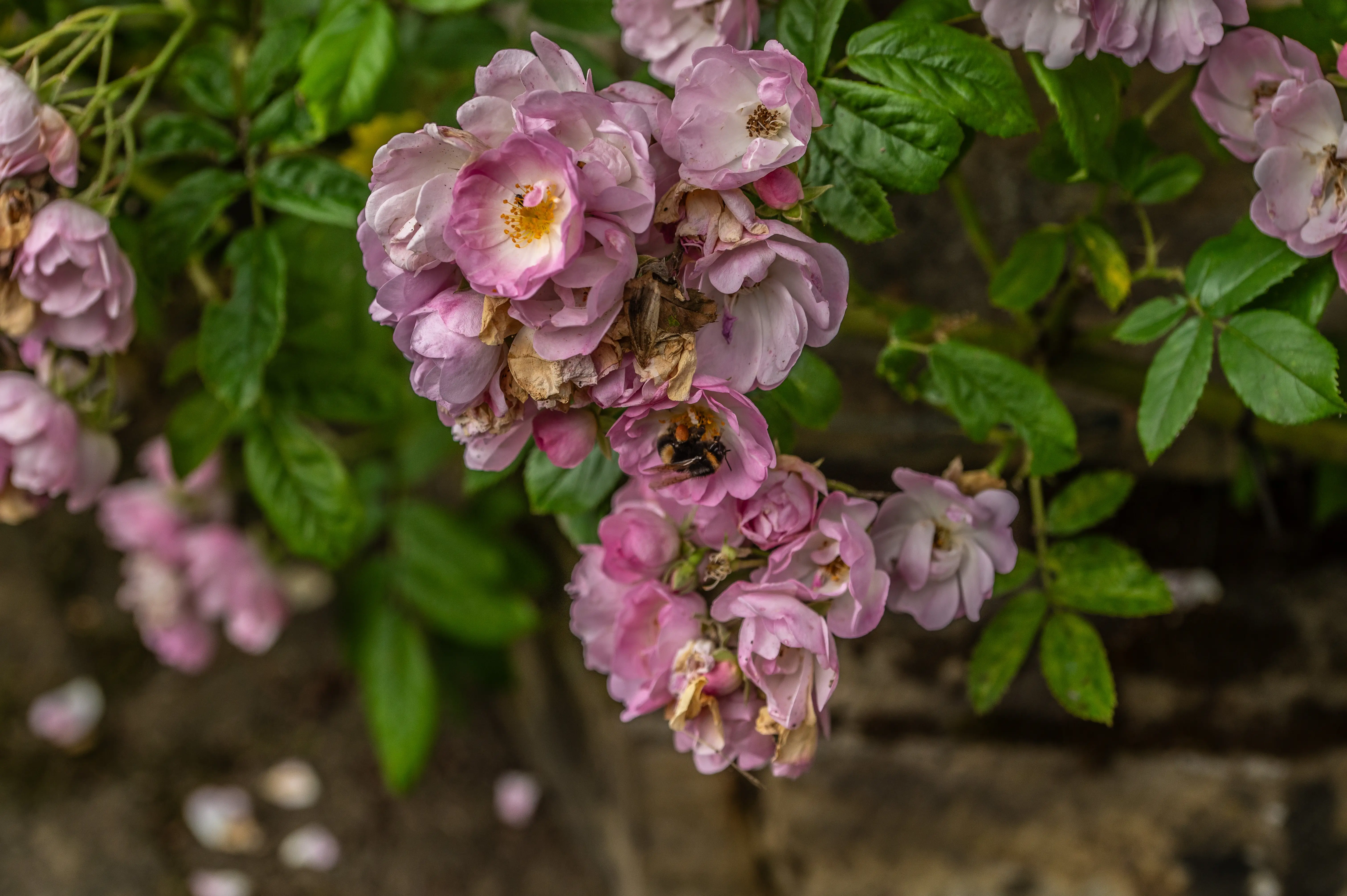 A bumblebee with black and yellow stripes is visible inside a pale pink rose, surrounded by other roses and green leaves.