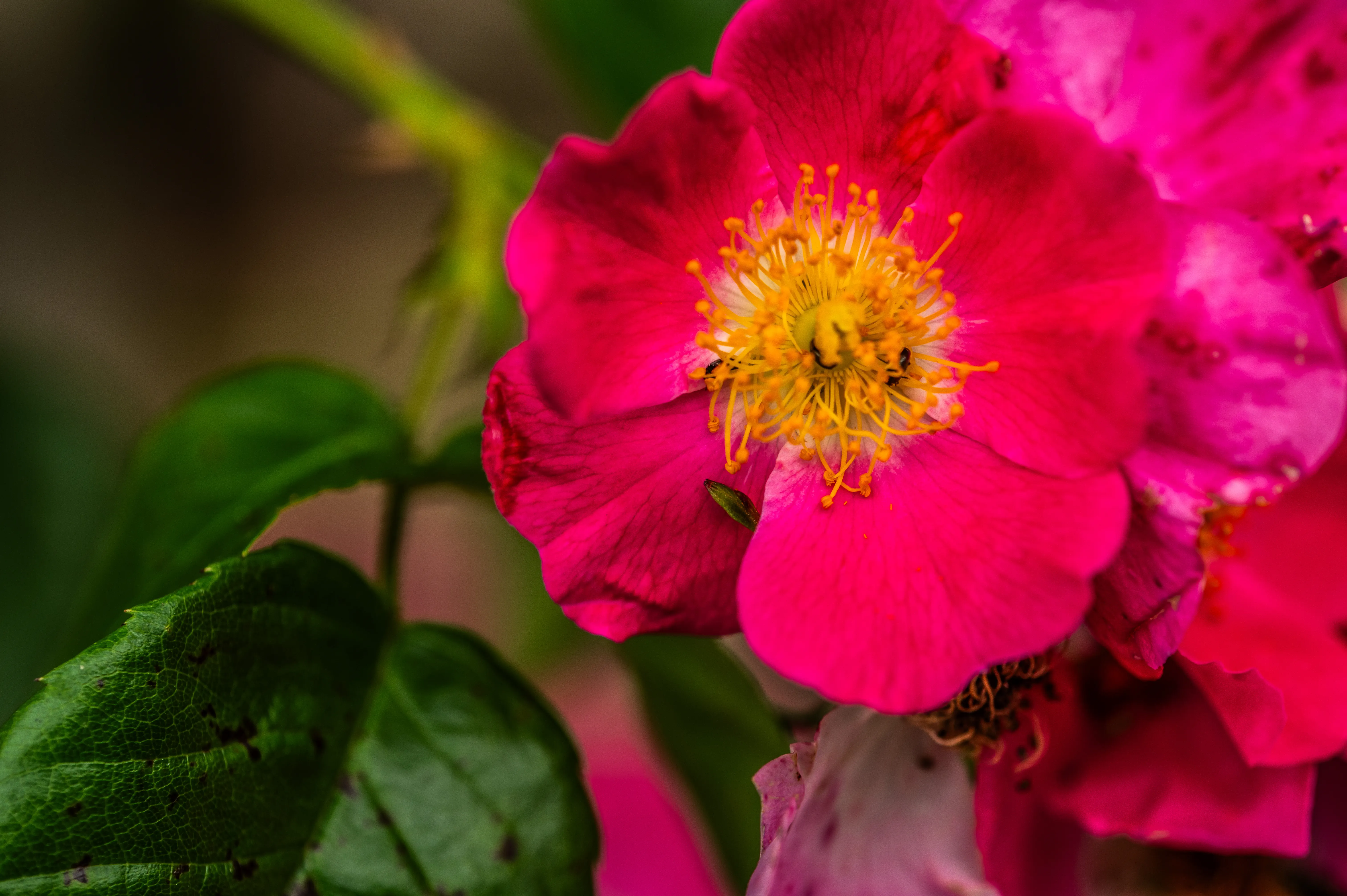 Close-up of a bright pink rose with a yellow centre, showing delicate petals, yellow stamens and pistils, and a few small black insects. Green leaves are visible to the left.