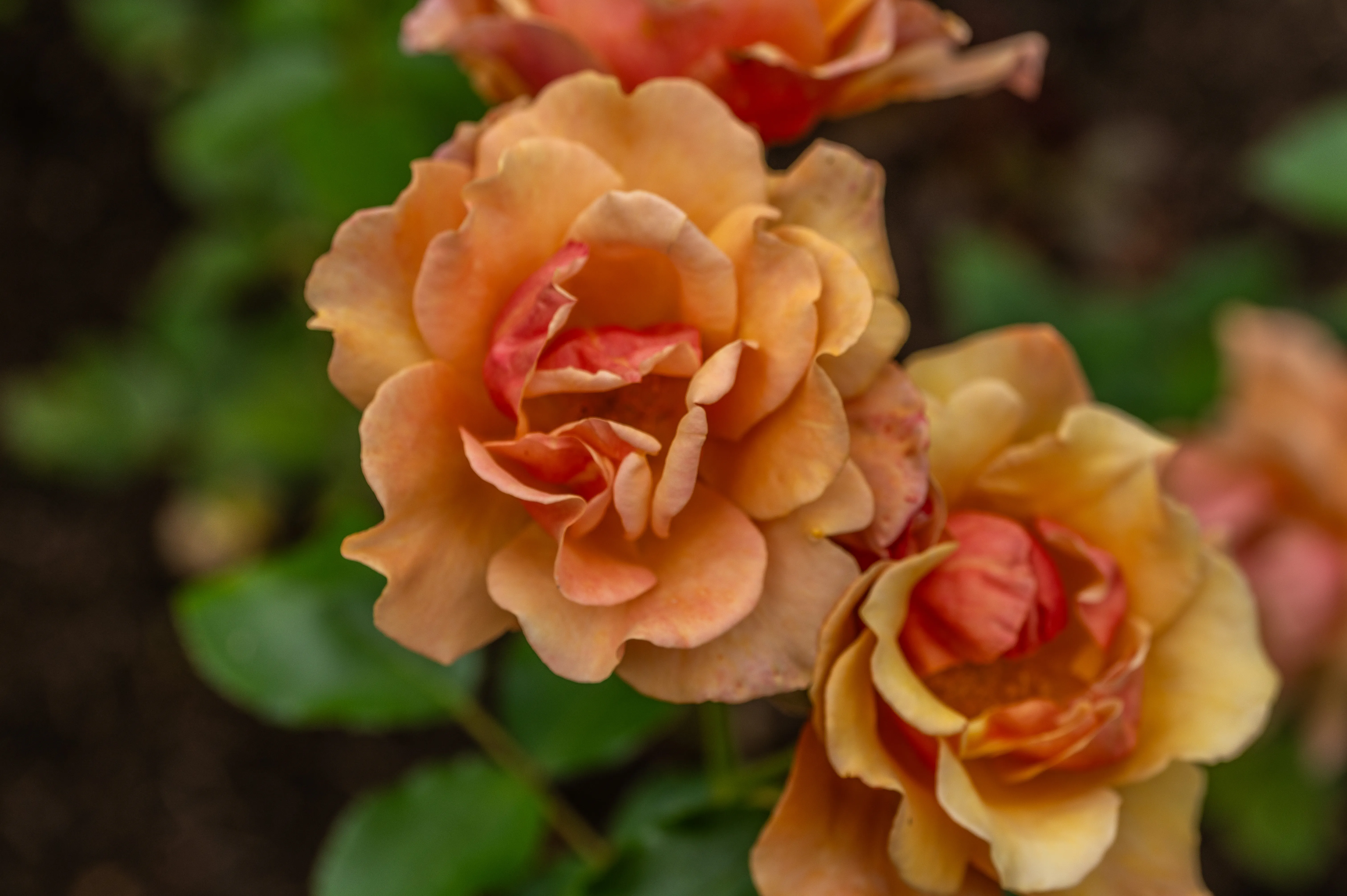 Close-up view of two delicate orange roses with layered petals, one in sharp focus and the other slightly blurred. The background shows soft green foliage and dark soil.