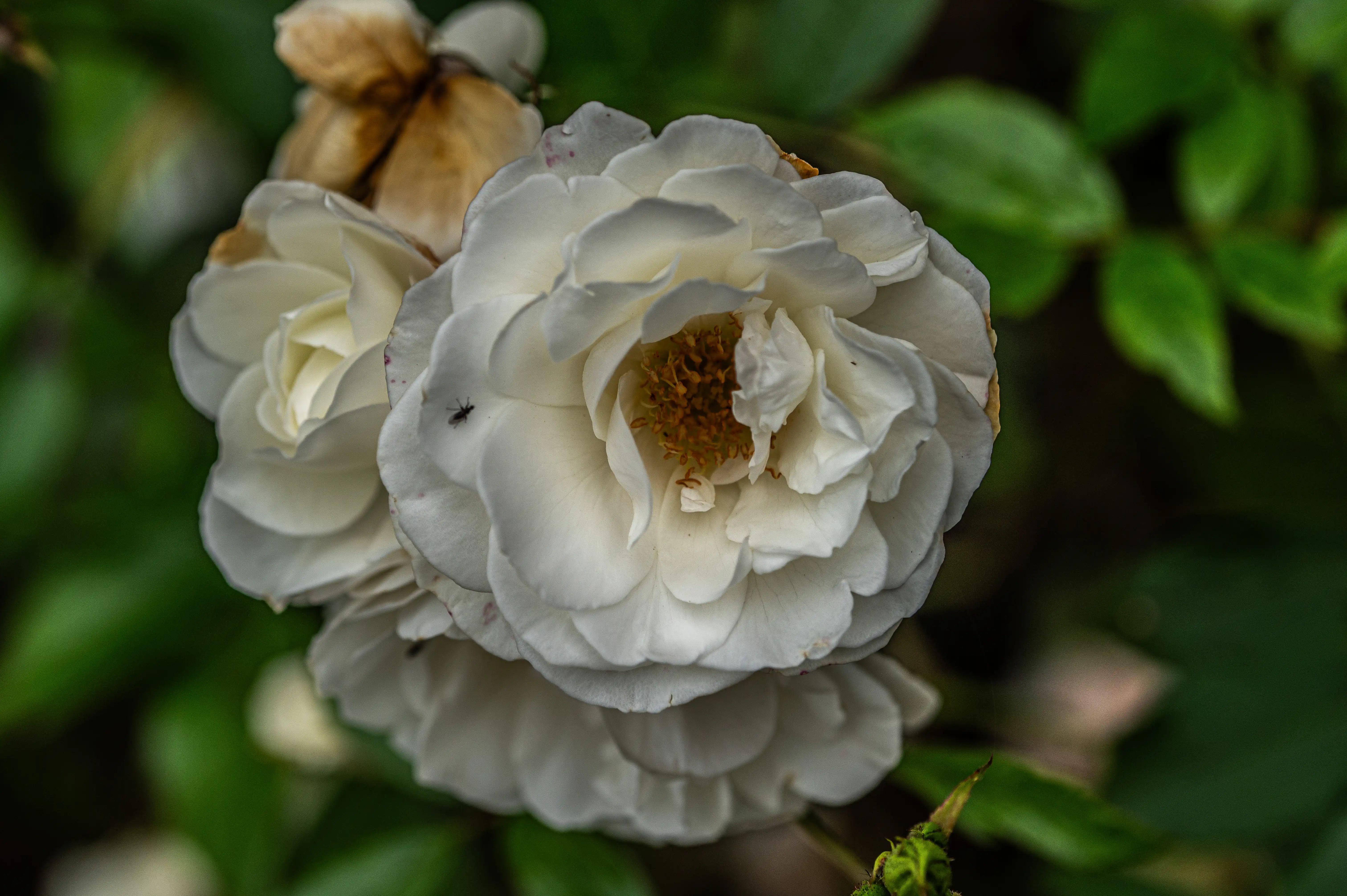 Close-up of delicate white rose petals with a small black insect on one of the petals, set against a blurred green background.