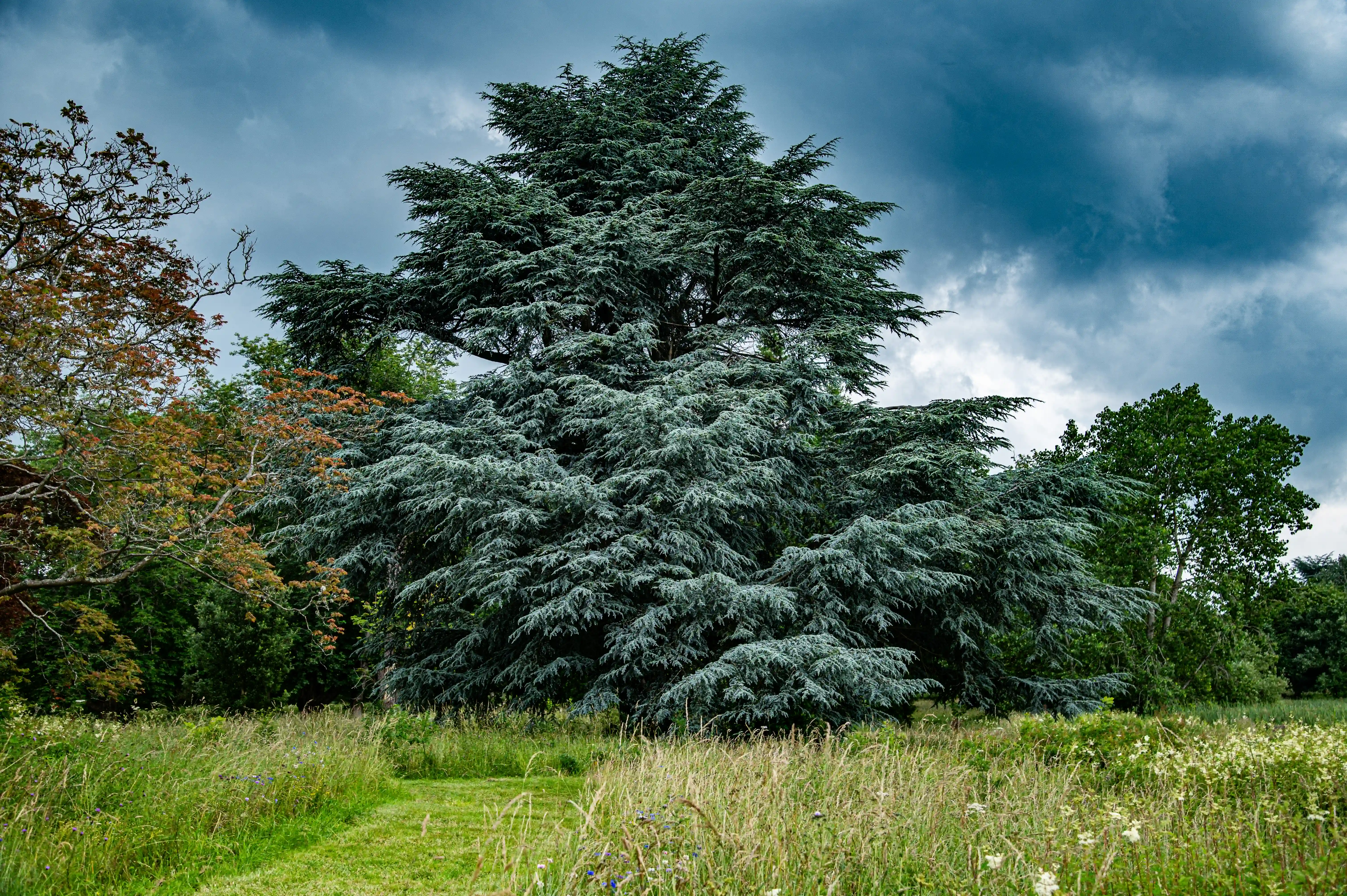 A large, ancient cedar tree with dense, blue-green foliage stands in a meadow, under a dark, cloudy sky.