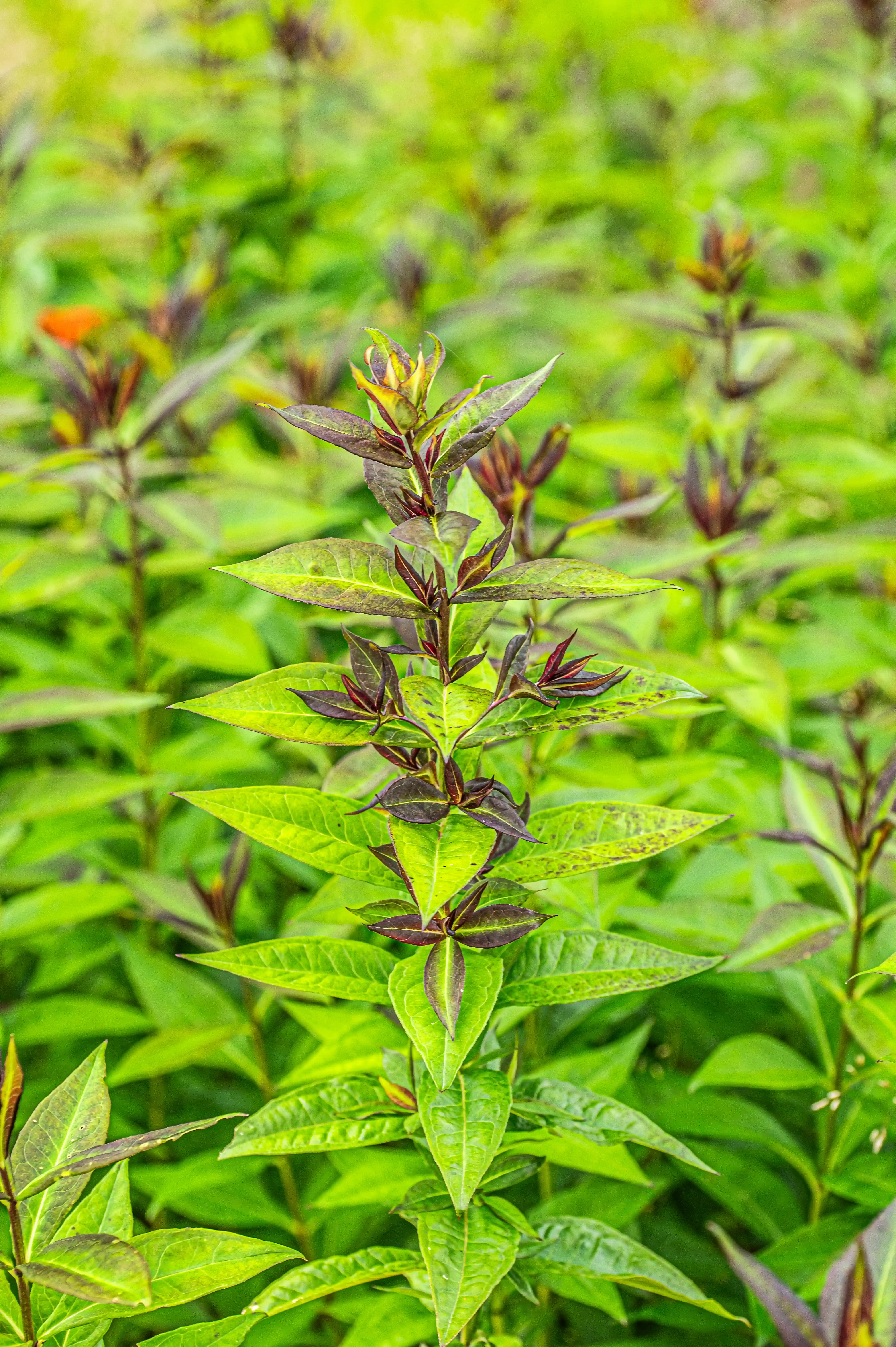 A detailed close-up of a plant stem with bright green, pointed leaves and dark purple leaf edges and new growth, set against a soft background of more green foliage.