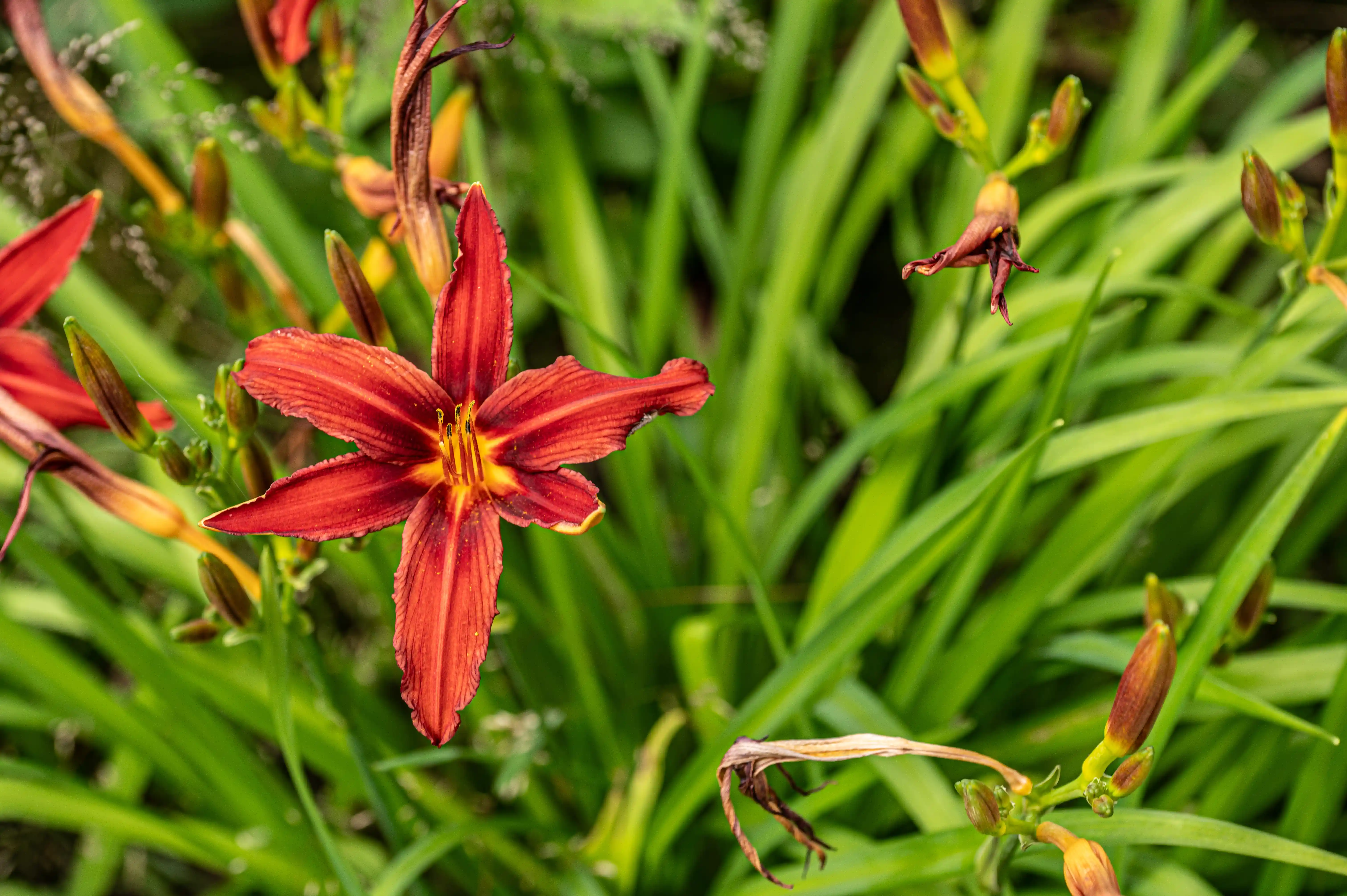 A red daylily flower with yellow accents in the centre, surrounded by green leaves.