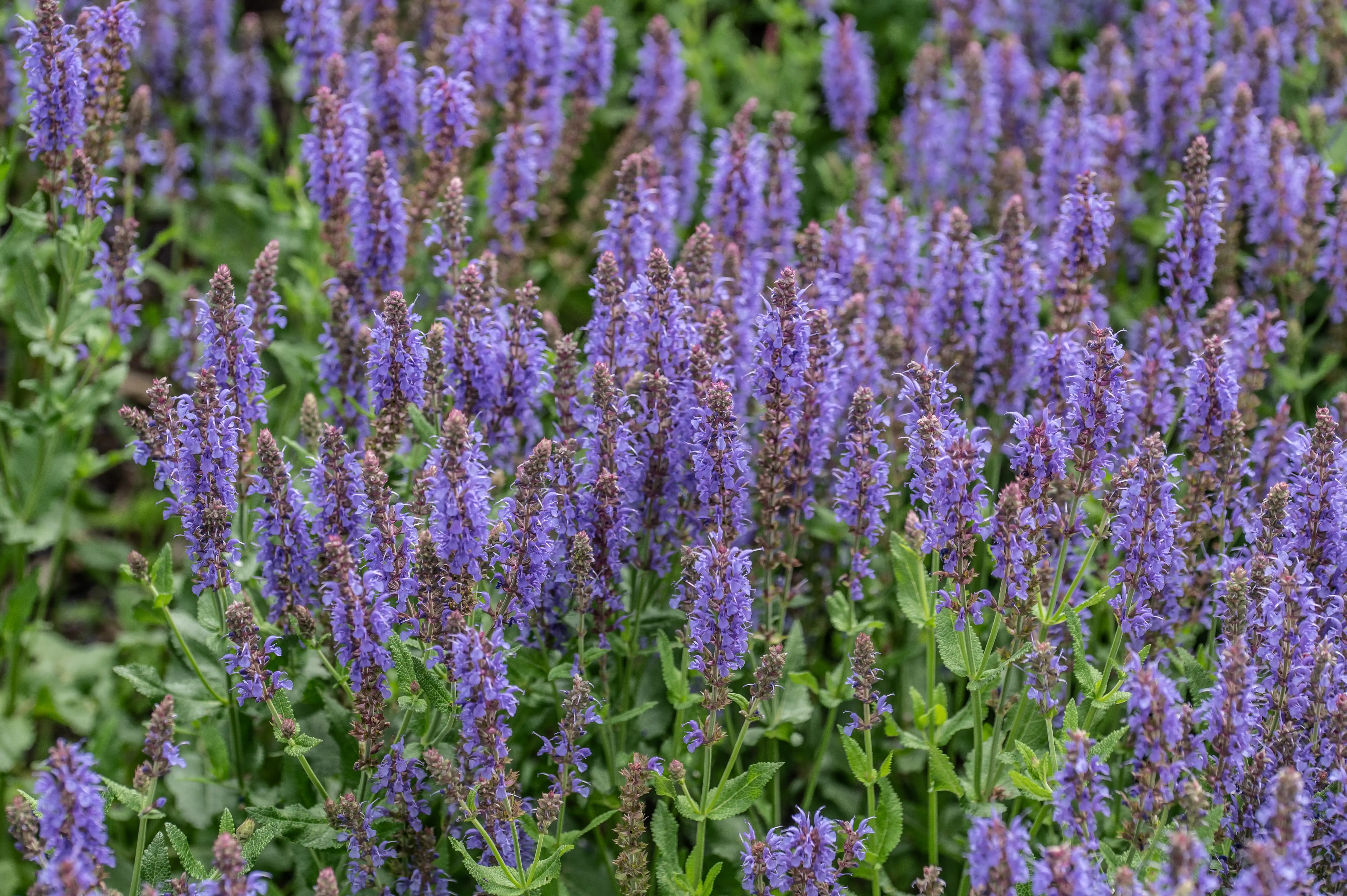 A garden bed filled with numerous tall, spiky stalks of purple Salvia flowers, with green leaves visible beneath.