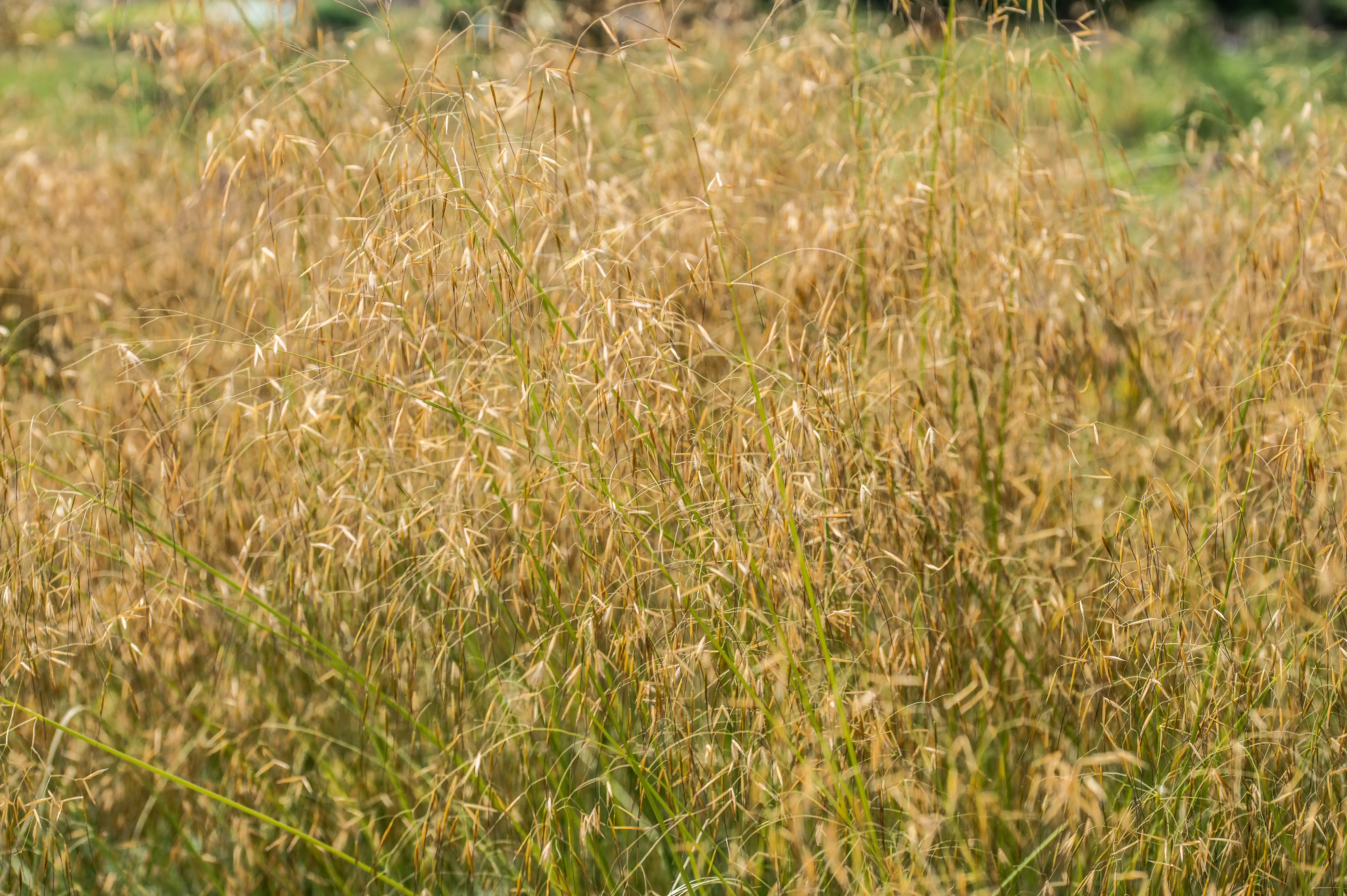Close-up of a dense field of dry, golden-brown grass with some green blades visible.