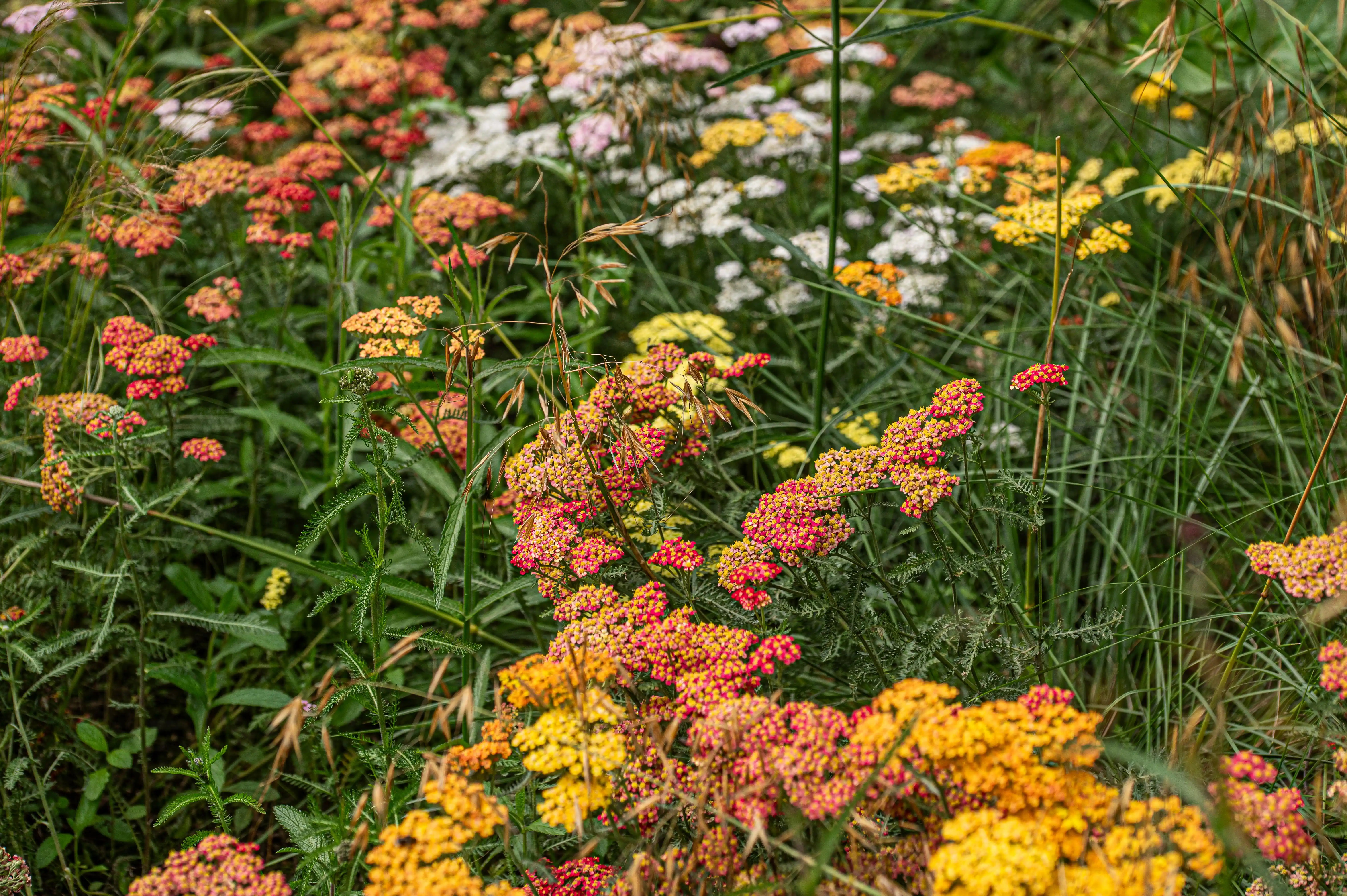 Close-up of a densely packed cluster of Achillea 'Terracotta' flowers, showcasing a gradient of colours from deep red and orange to bright yellow. The feathery green leaves and taller grasses create a natural backdrop.