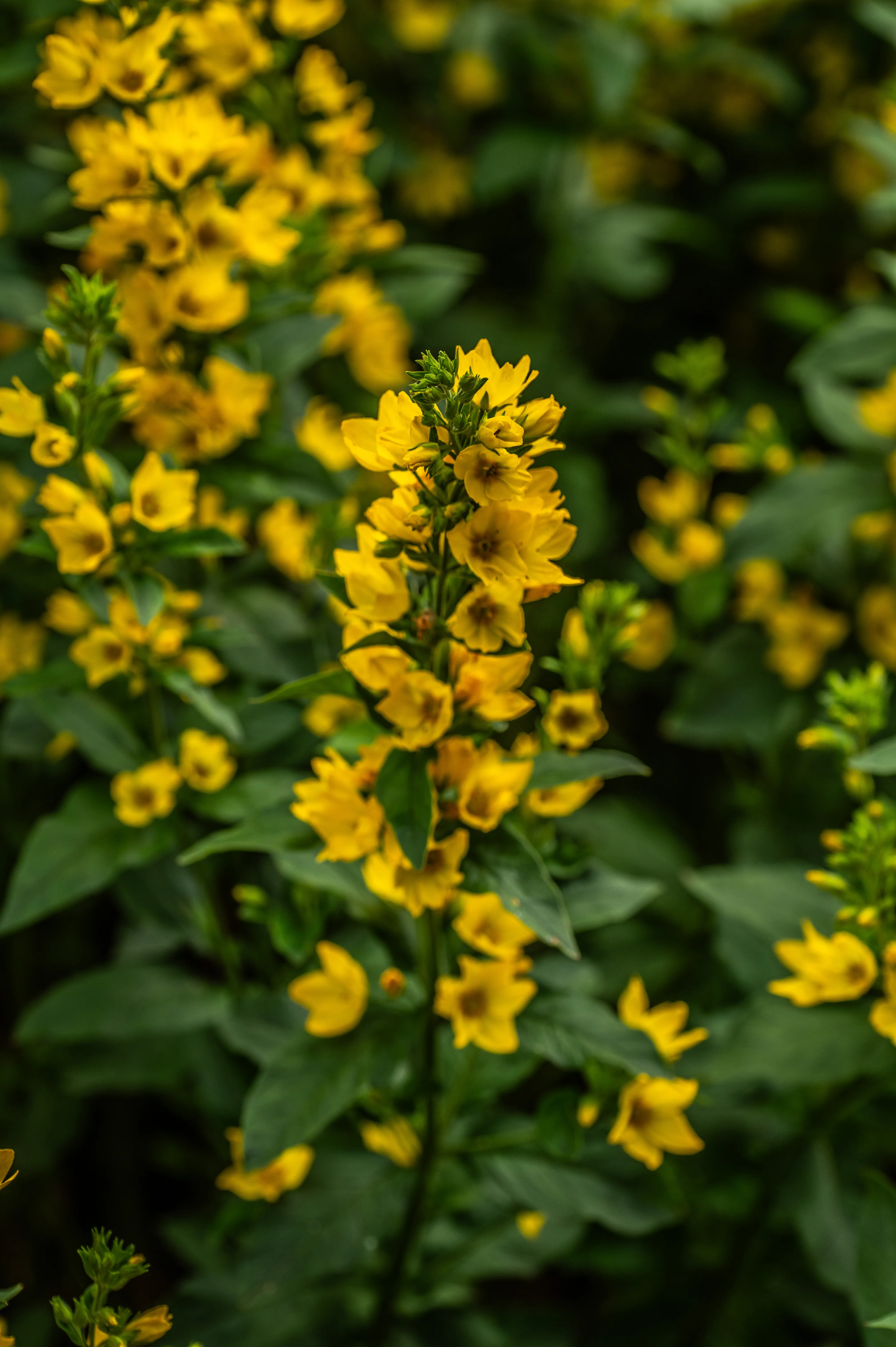 A vertical shot of a flowering plant with numerous small, star-shaped yellow flowers clustered along a stem, surrounded by dark green, out-of-focus leaves.
