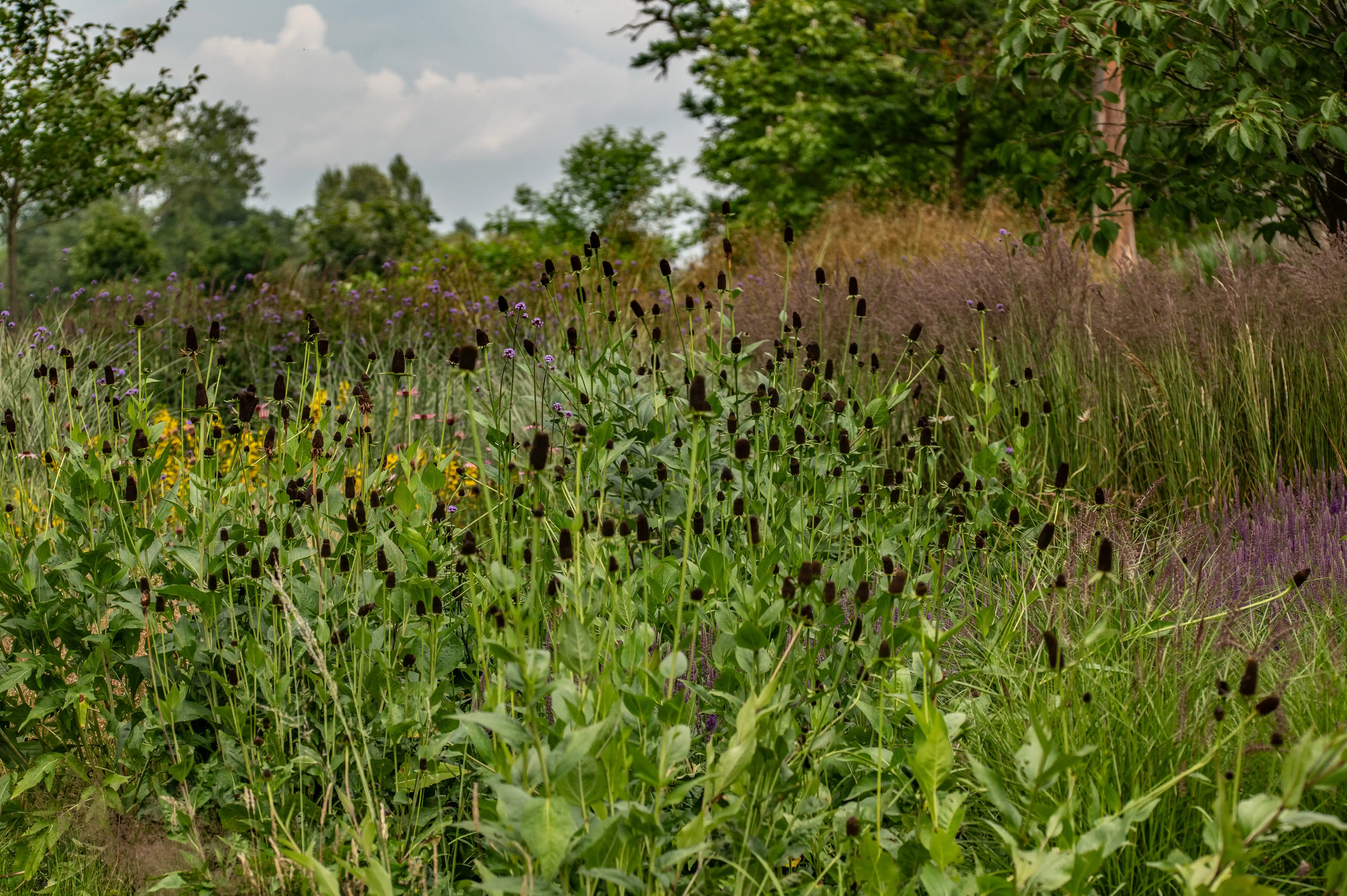 A close-up view of a lush garden in summer, showing dark coneflower seed heads amongst vibrant green foliage, bright yellow flowers, and feathery ornamental grasses in varying shades of green and brown, with trees and a cloudy sky in the background.