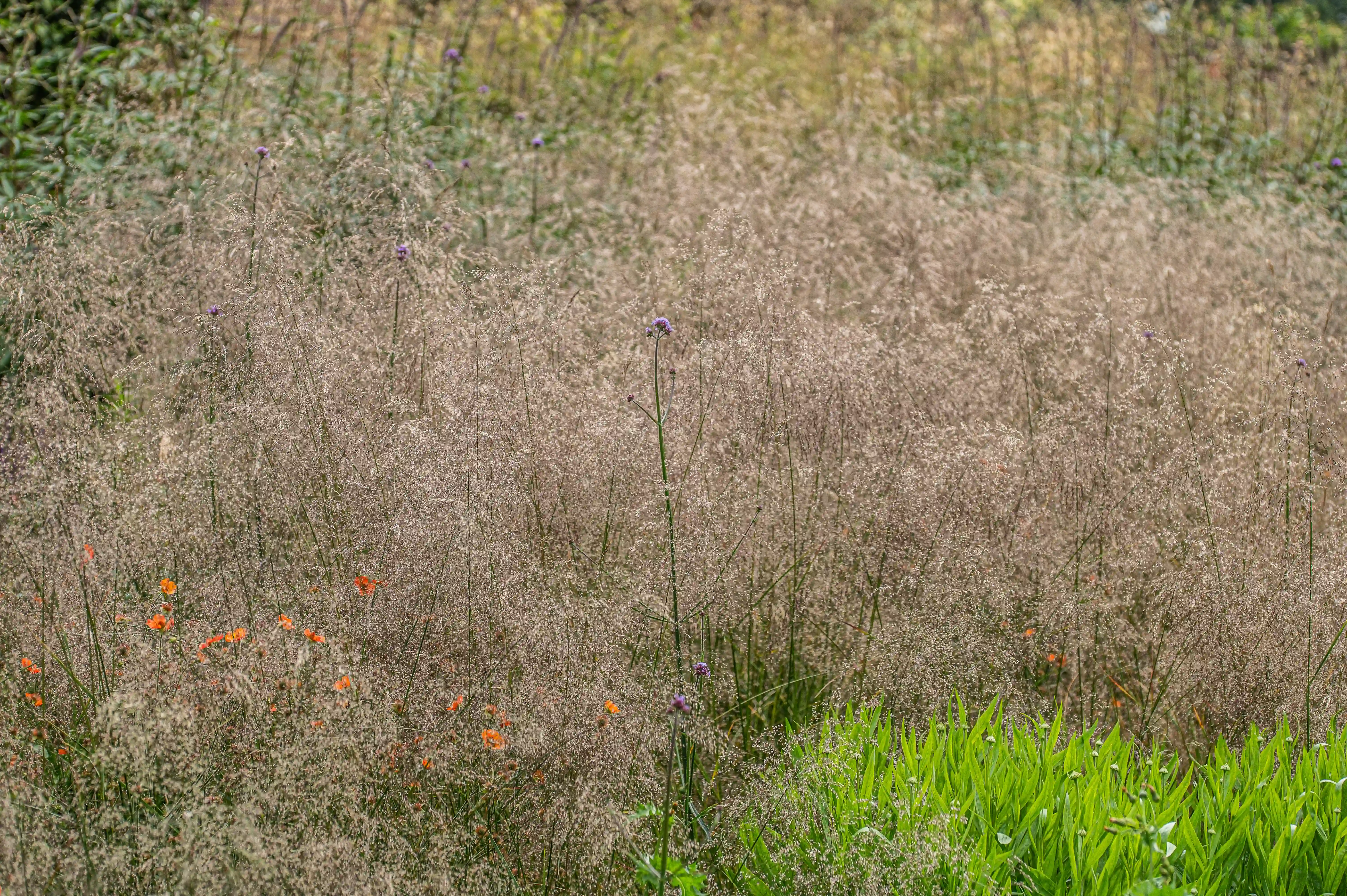 A field of tall, dry grasses with scattered orange and purple wildflowers, and a patch of bright green foliage in the foreground.