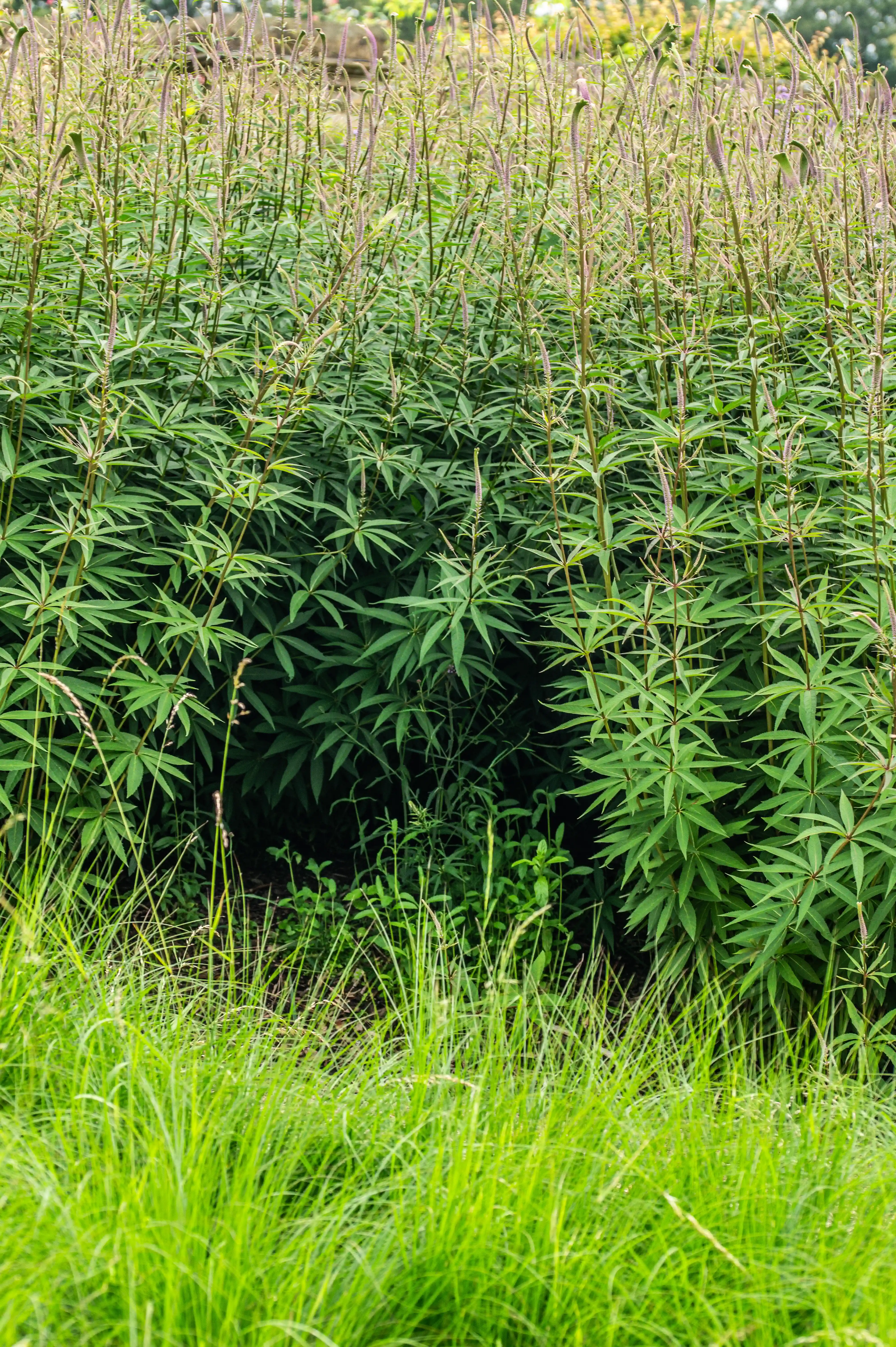 Close-up, full-frame vertical shot of a dense garden bed with lush green palmately compound leaves and tall, slender stalks topped with elongated purple-pink flower spikes. Bright green, wet grass fills the foreground.