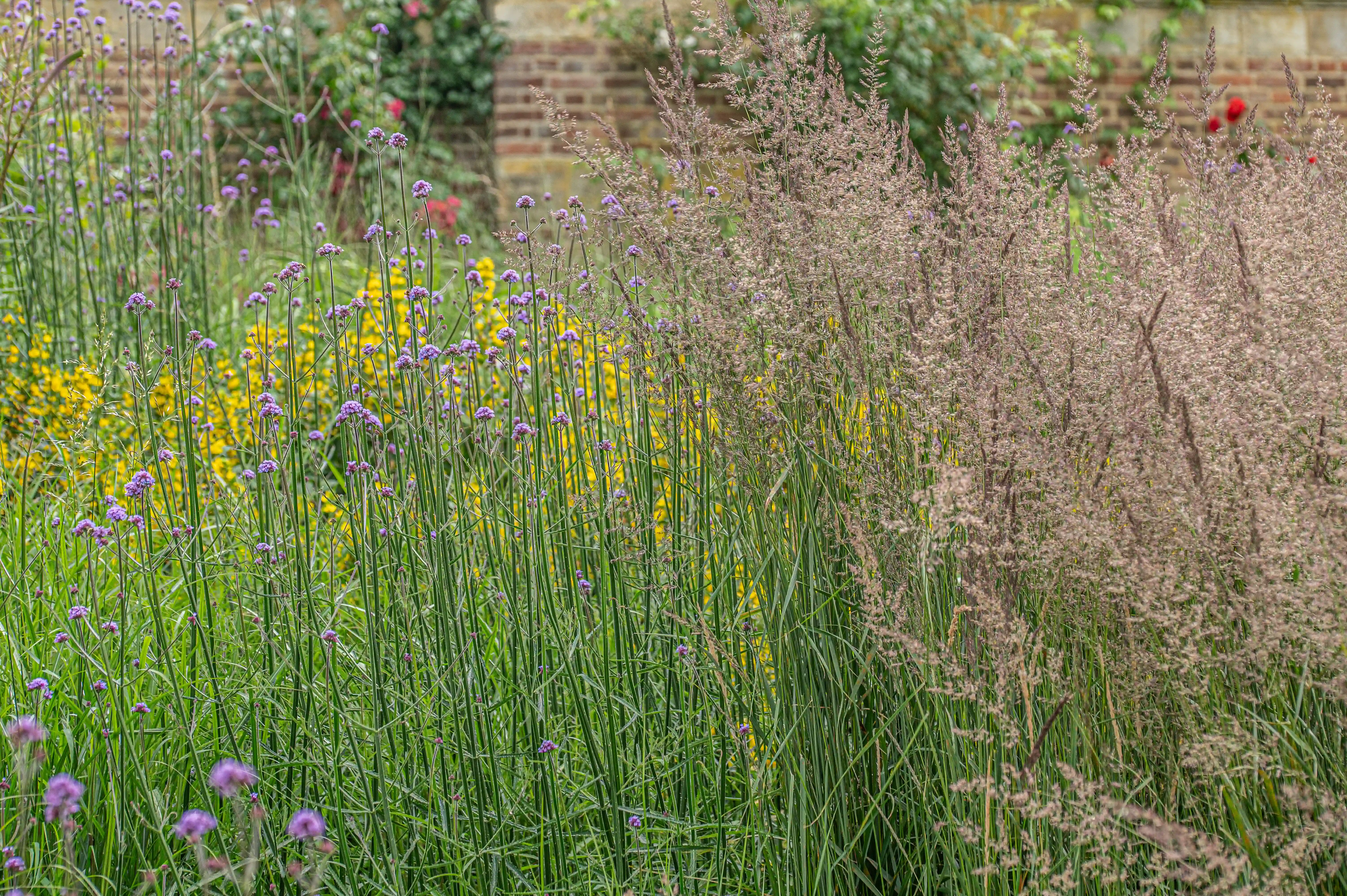 A garden bed with tall green stems topped with clusters of purple flowers, a patch of yellow flowers behind them, and feathery brown ornamental grass plumes to the right, with a blurred brick wall and foliage in the background.