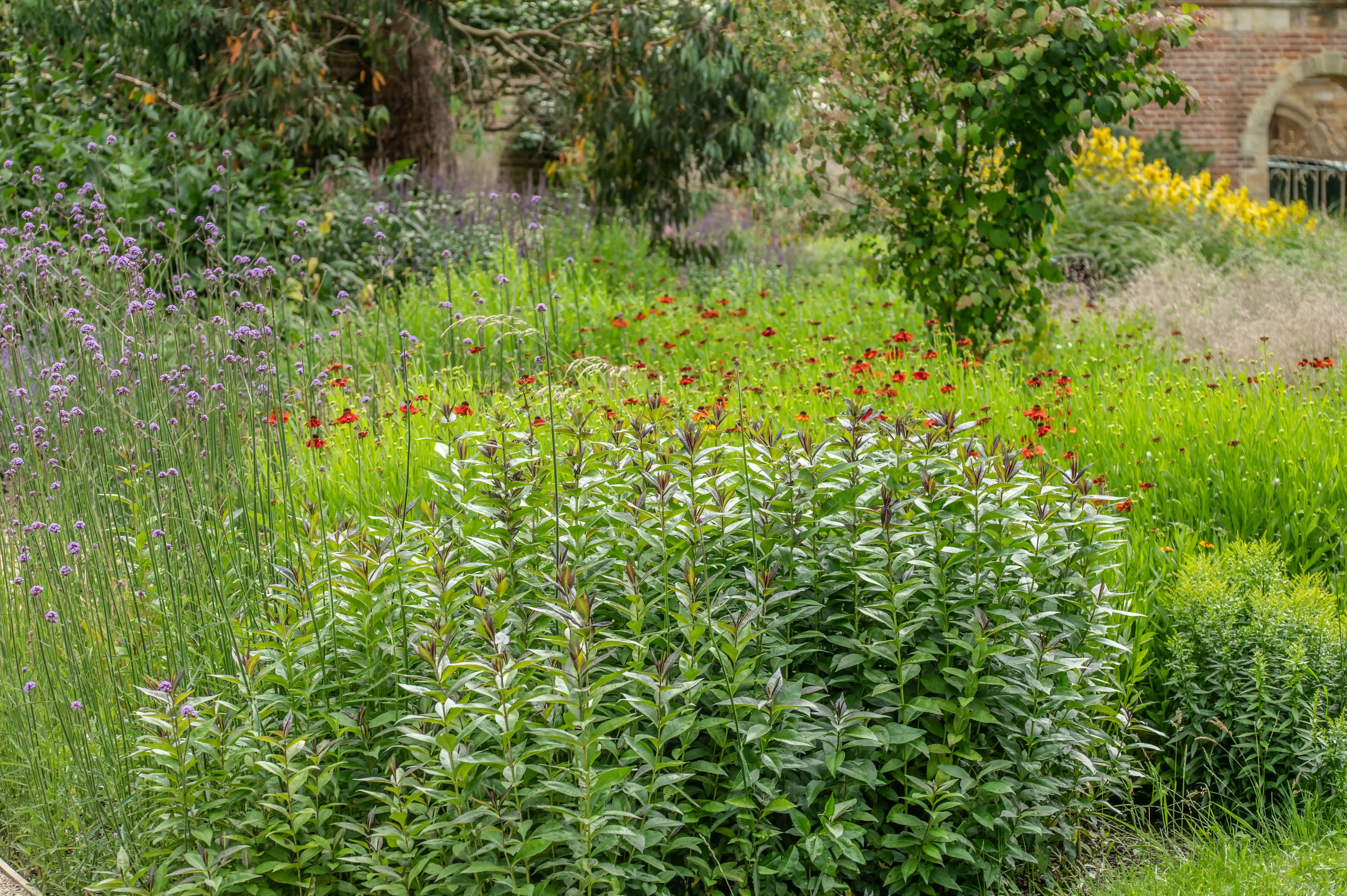 A colourful summer garden with a mix of purple, red, and yellow flowers, surrounded by lush green foliage and trees. A red brick building with an arch is visible in the background.