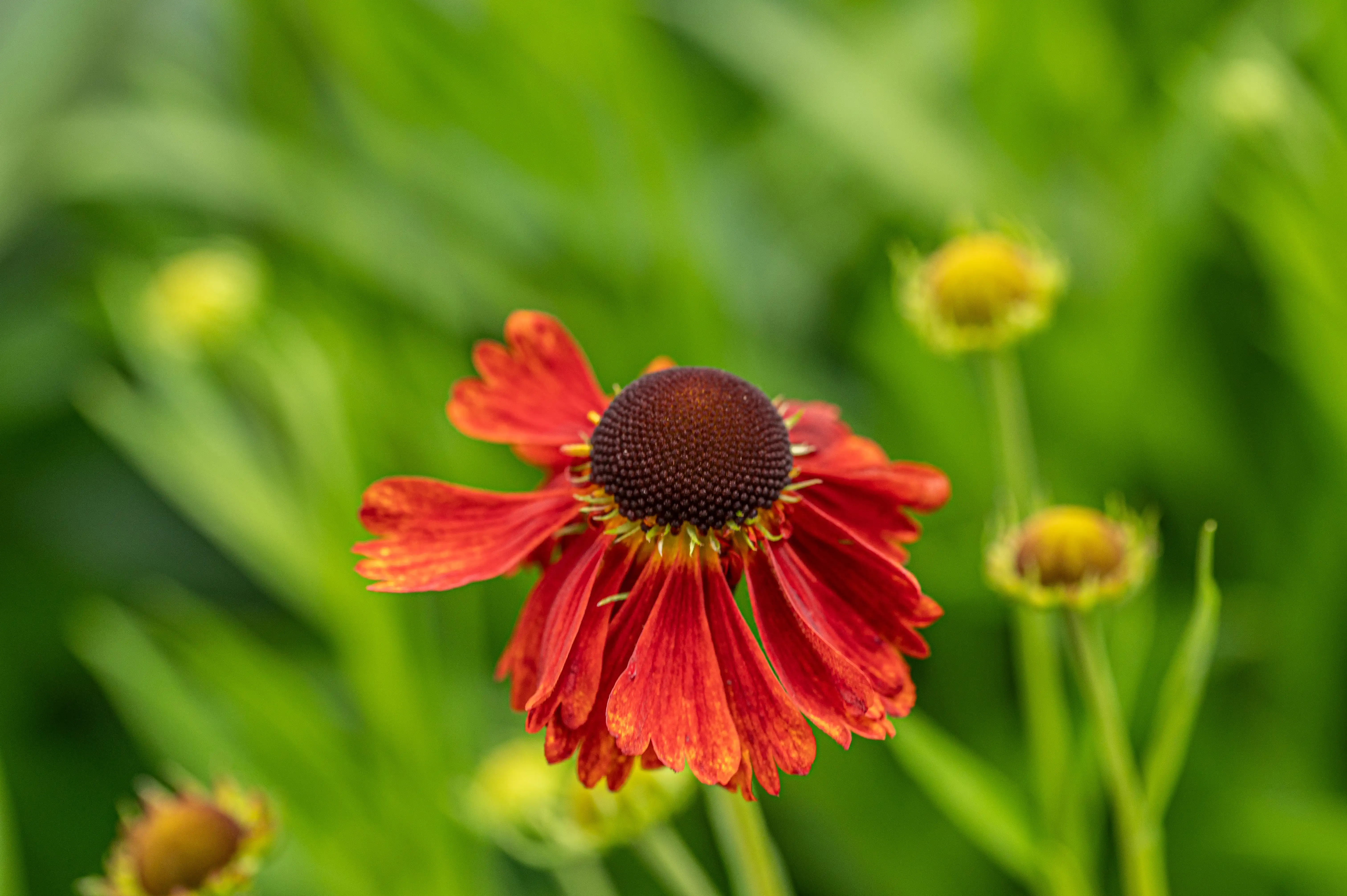 A striking red flower with a dark centre and drooping petals is in focus against a blurred background of green leaves and yellow buds.
