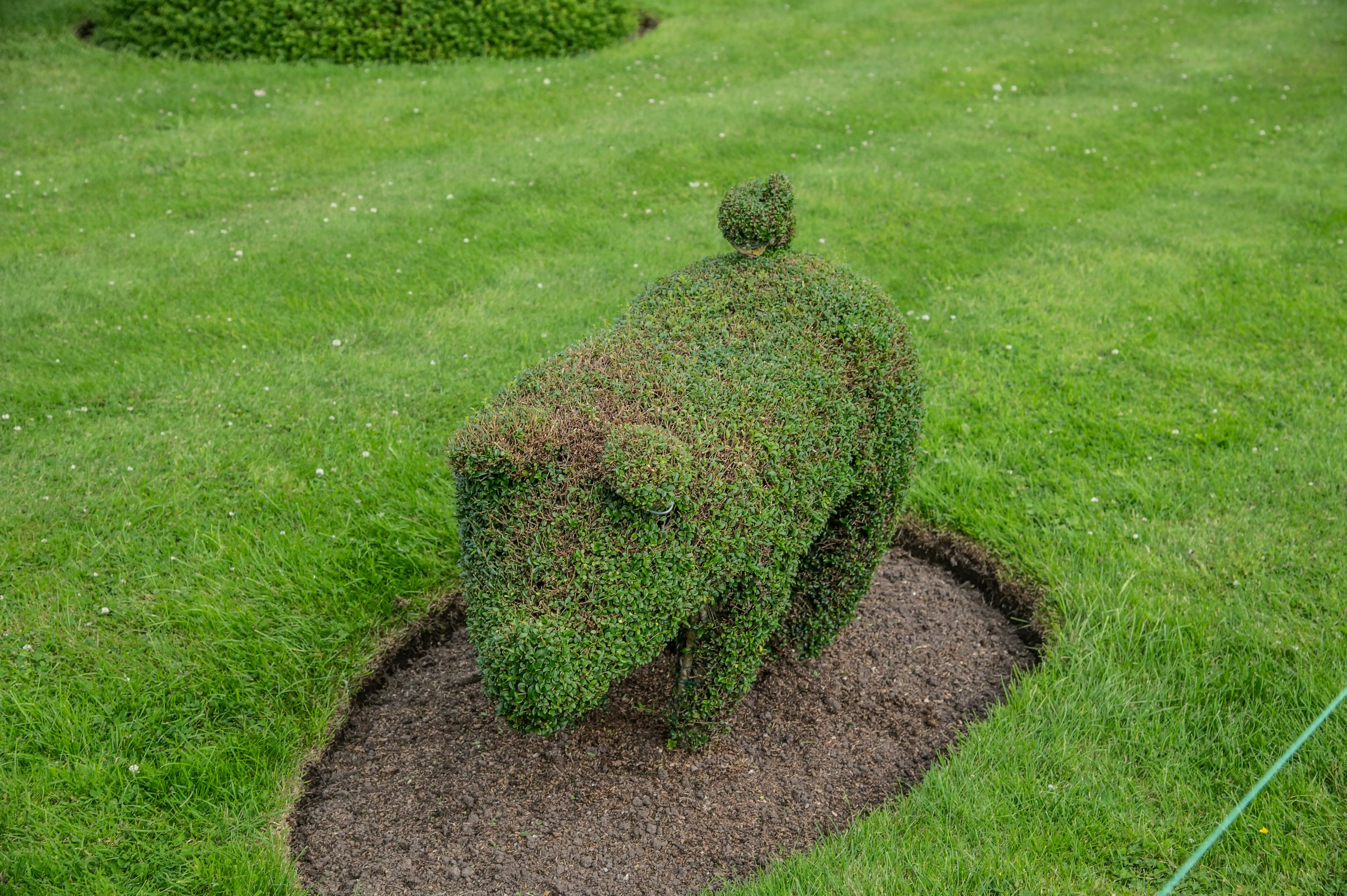 A green, sculpted topiary pig stands on dark soil amidst a lawn of bright green grass.