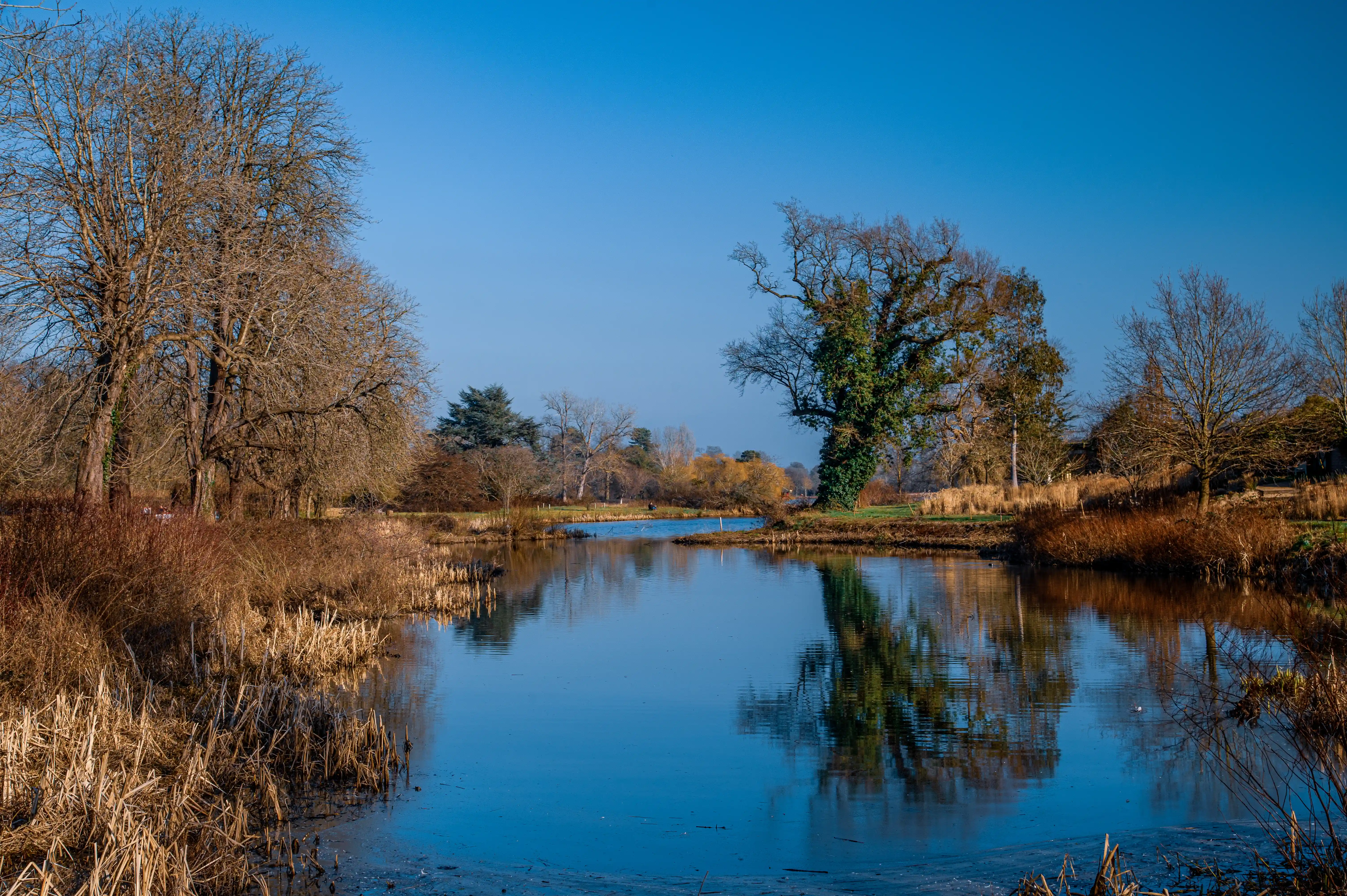 A wide shot of a still lake in winter. Bare, skeletal trees line the banks, their forms mirrored perfectly on the water's surface. The sky is a deep, cloudless blue. Dry, golden reeds and brown brush dominate the foreground.