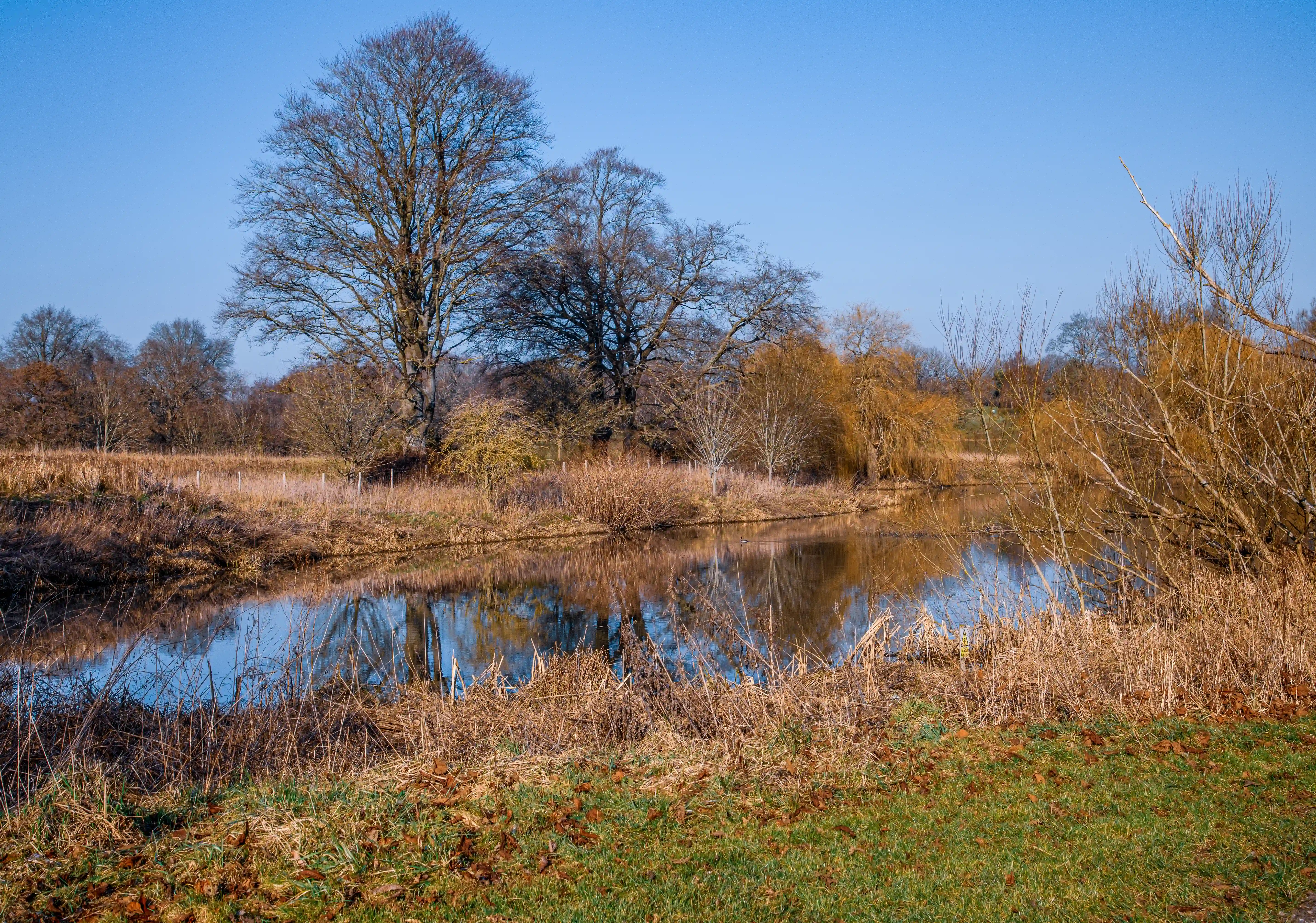 A wide shot of a reflective river bordered by dry grasses and bare trees under a bright blue sky.