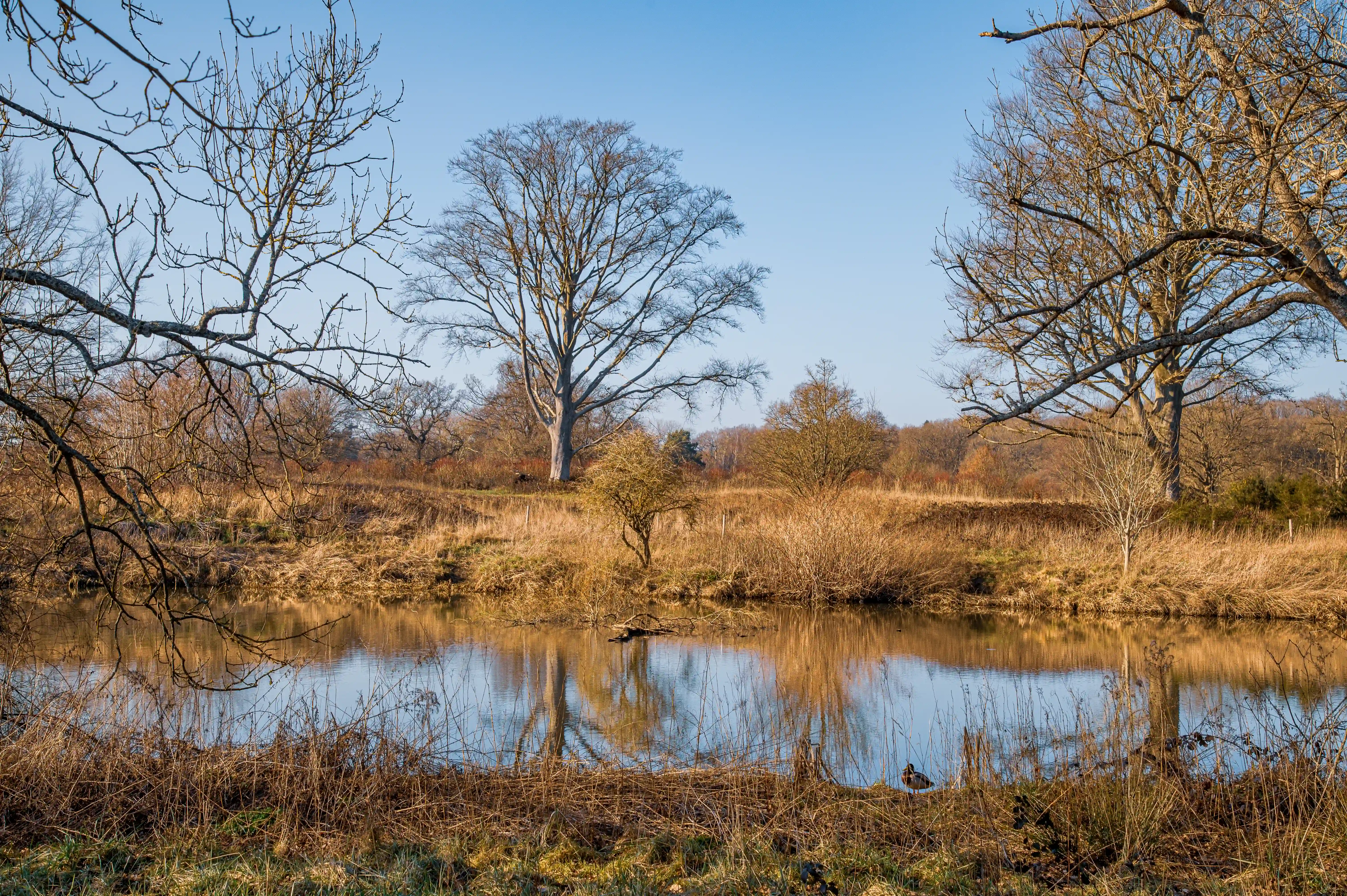 A still river in a winter landscape, with bare trees reflecting in the water under a bright blue sky. Dry grasses and reeds line the banks, and a duck is visible on the right.