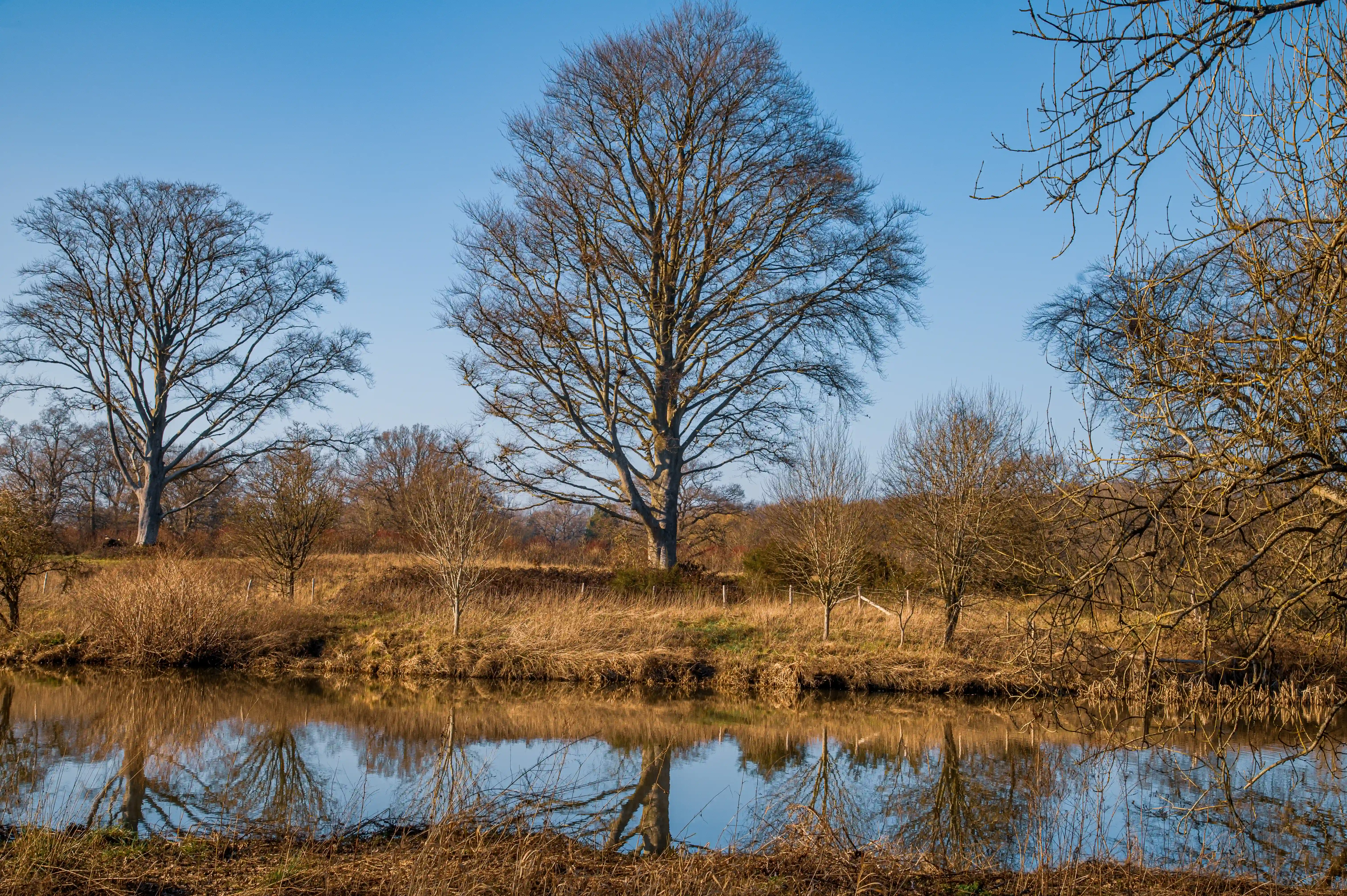 A landscape photograph of a calm river reflecting bare trees under a bright blue sky in winter.