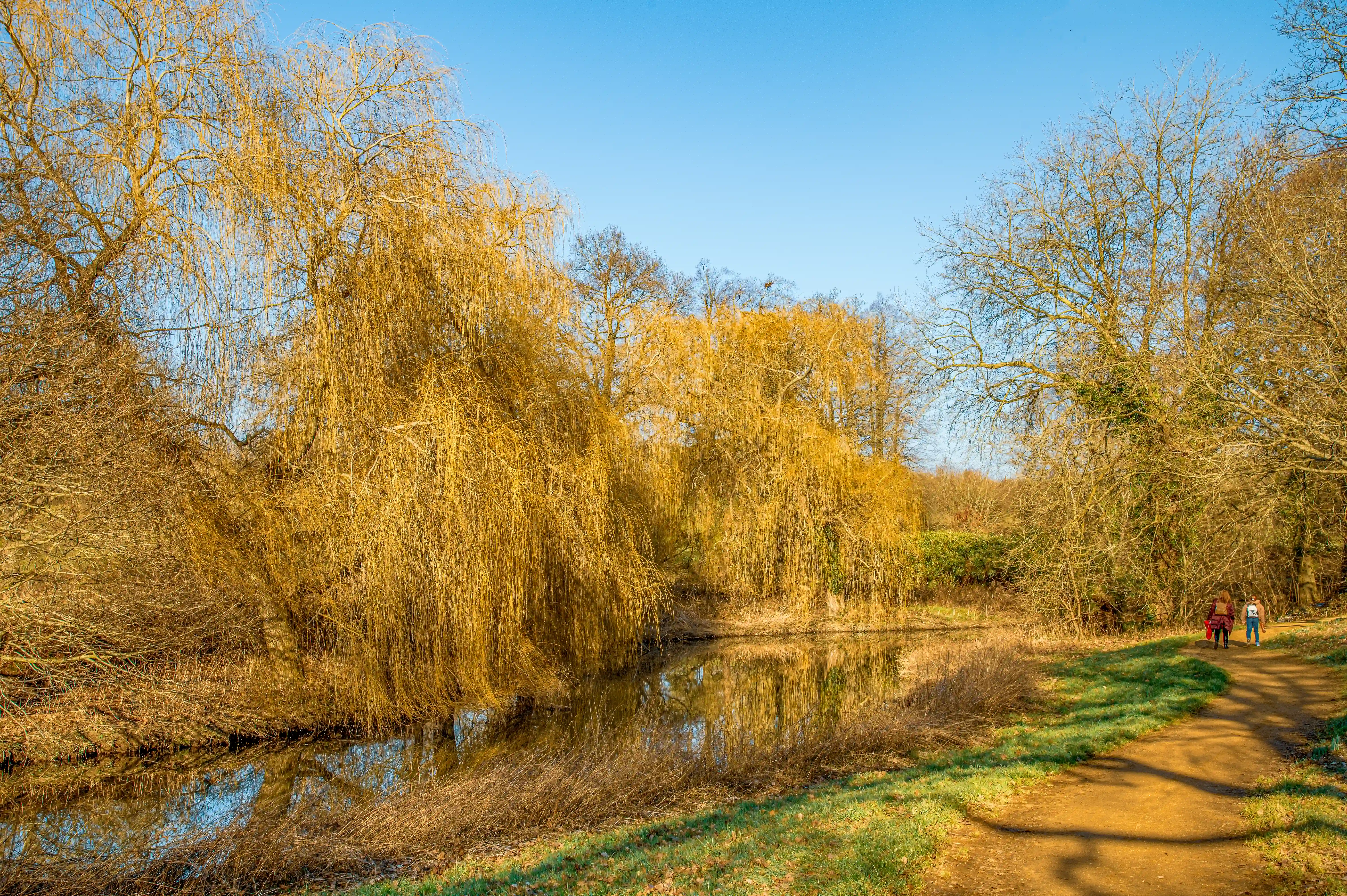 A winding dirt path runs alongside a calm lake, bordered by lush, golden weeping willow trees. Two figures are walking away from the viewer on the path. The sky is a clear, bright blue.
