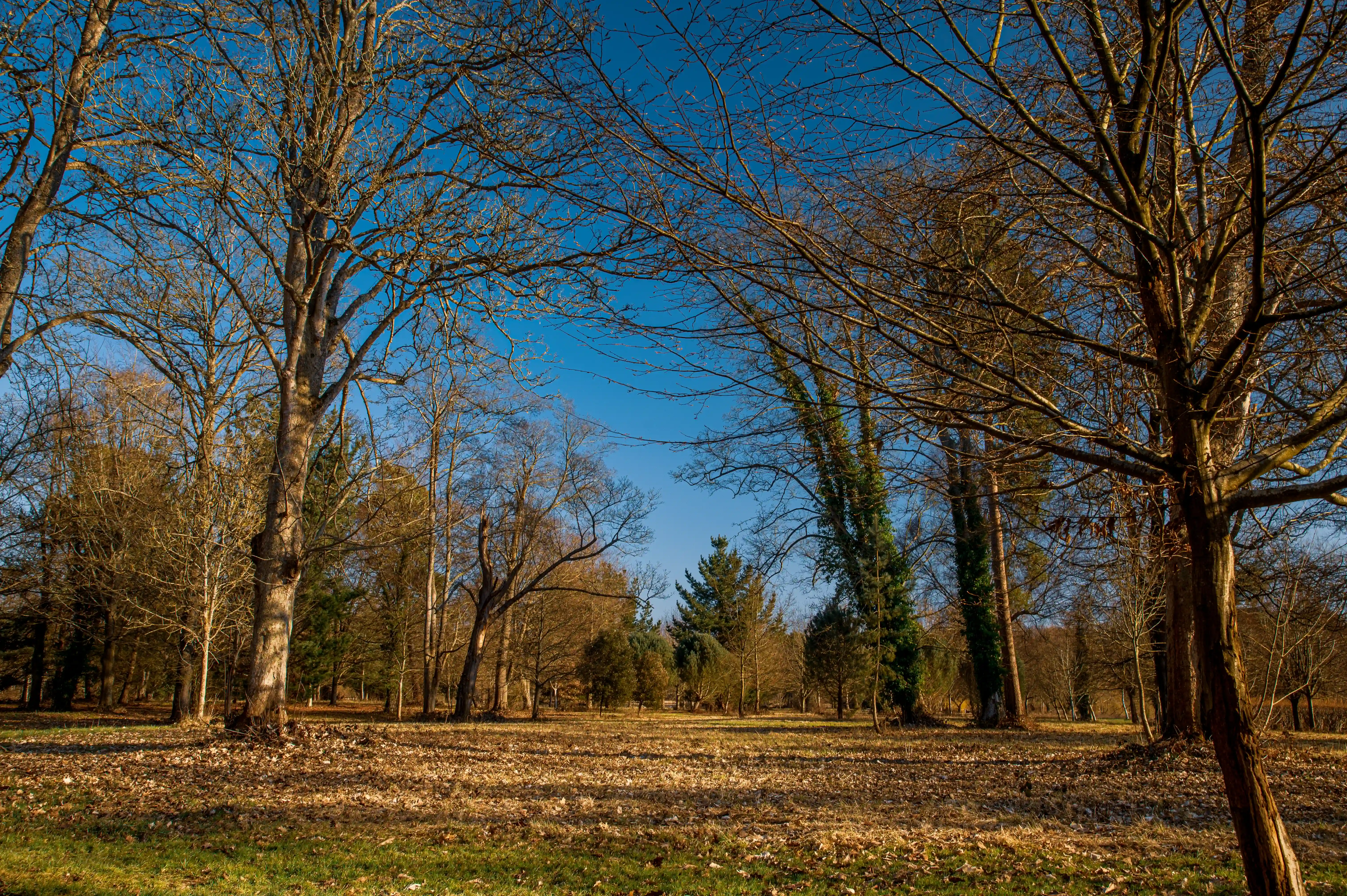 A forest floor covered in dry, autumnal leaves is illuminated by sunlight, with numerous bare-branched deciduous trees and some evergreen trees silhouetted against a clear blue sky.