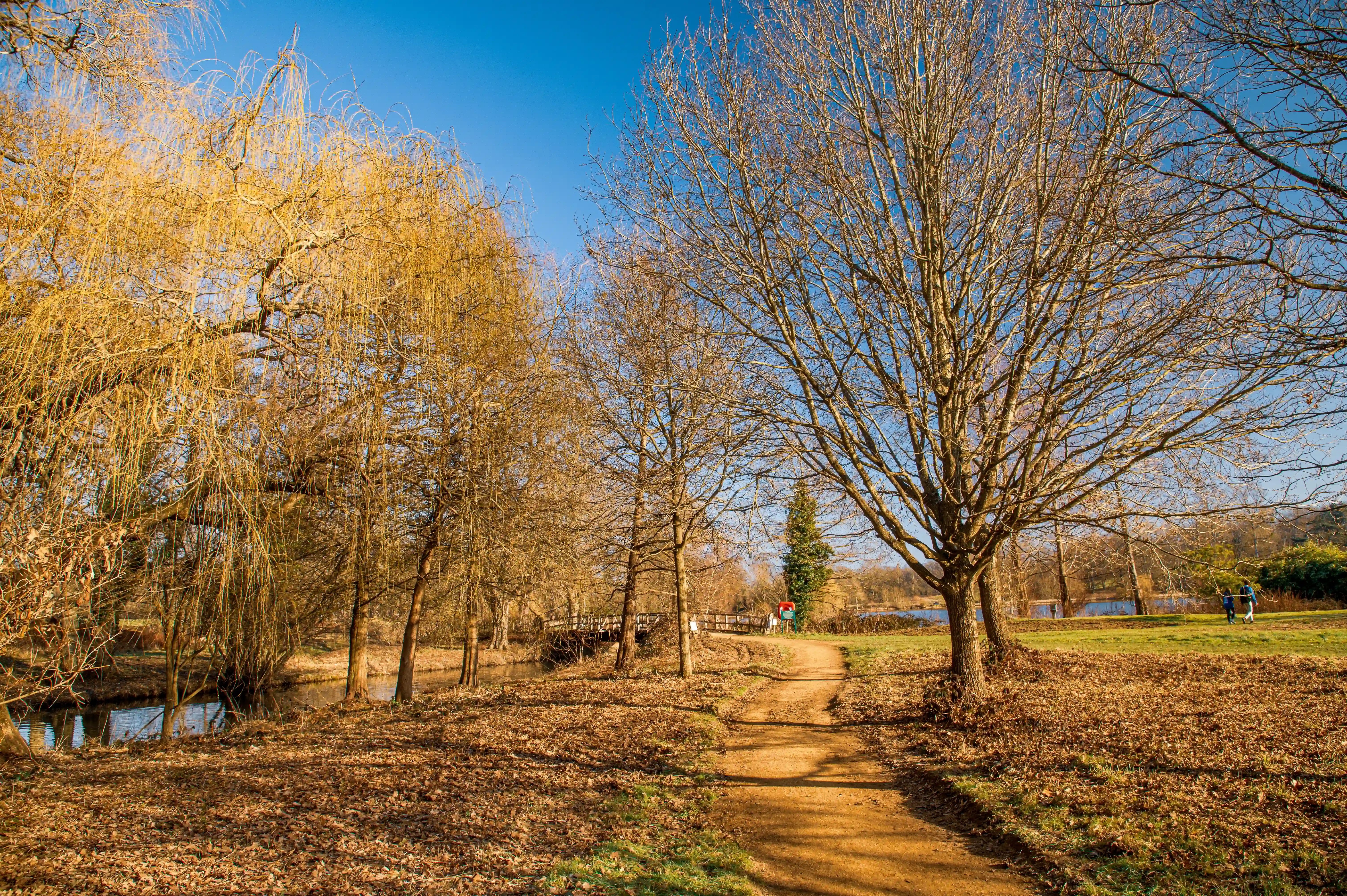 A dirt path winds through a park carpeted with fallen autumn leaves, flanked by bare trees and a gentle river, with a bright blue sky overhead.