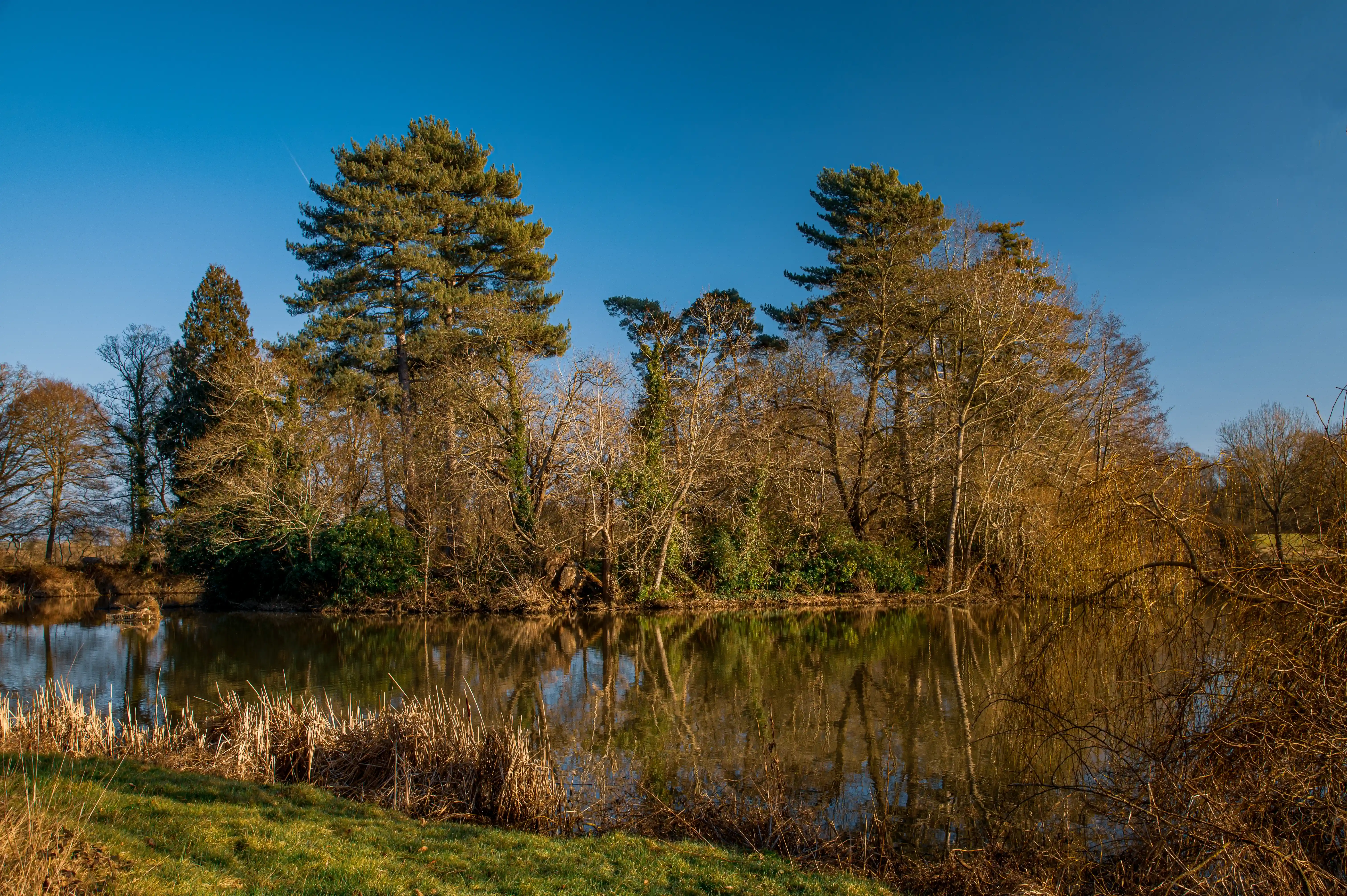 A landscape photograph showing a calm lake with its surface mirroring the trees and a bright blue sky. In the foreground, dried reeds and green grass are visible. The scene is lit by the golden light of the sun, suggesting either early morning or late afternoon.